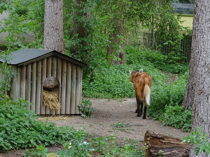 Maned wolf enclosure