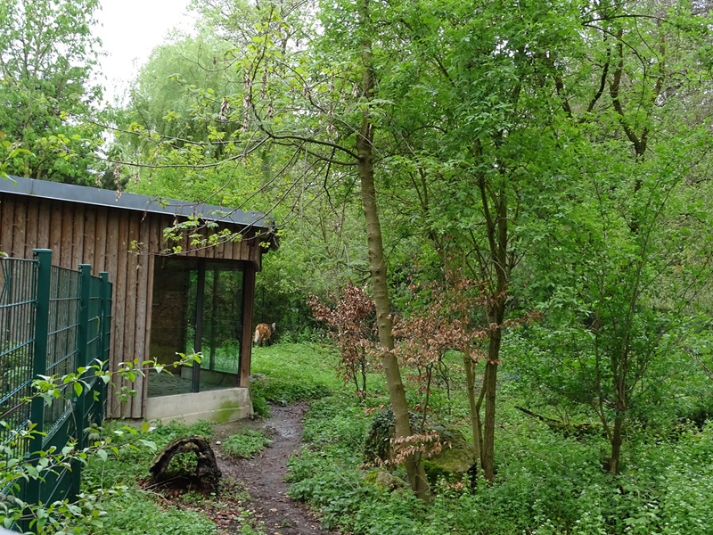 Maned wolf enclosure