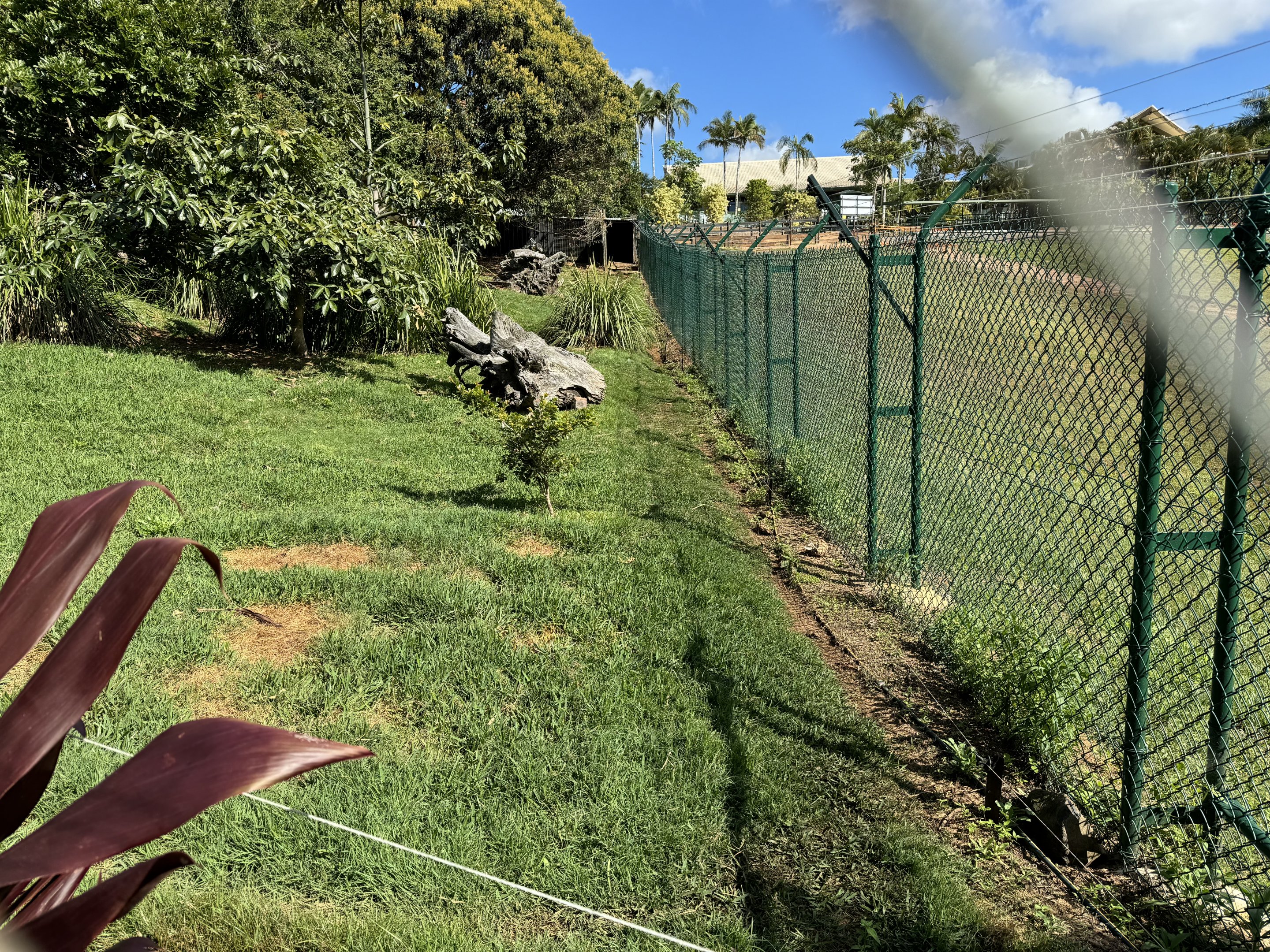 Maned wolf enclosure