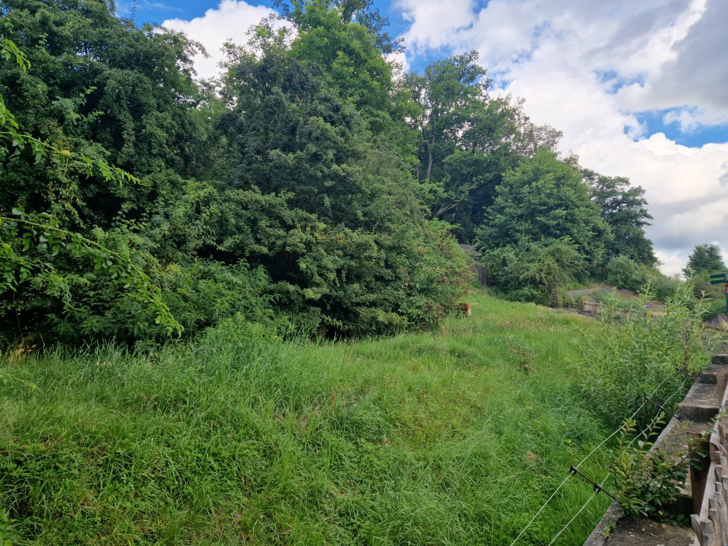 Maned wolf enclosure