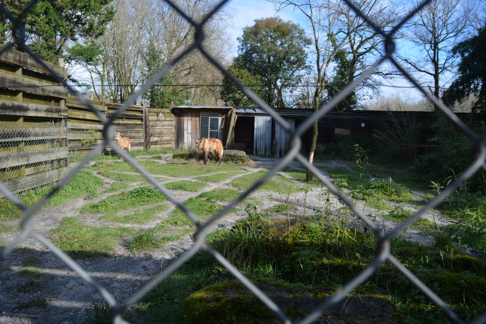 Maned wolf enclosure