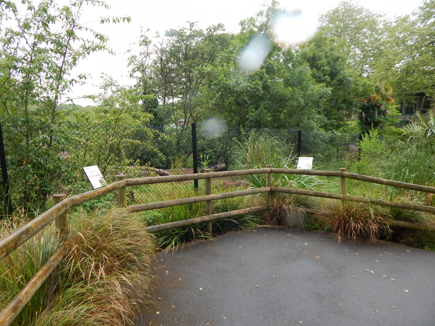 Maned wolf exhibit 130624