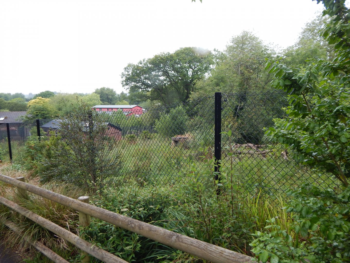 Maned wolf exhibit 130624