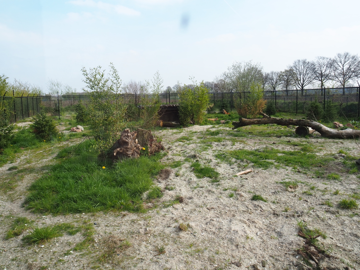 Maned wolf exhibit, 2019-04-06