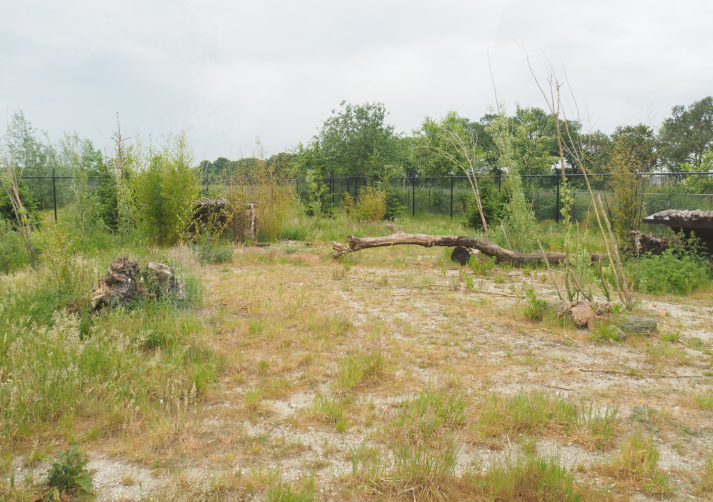 Maned wolf exhibit, 2022-05-17
