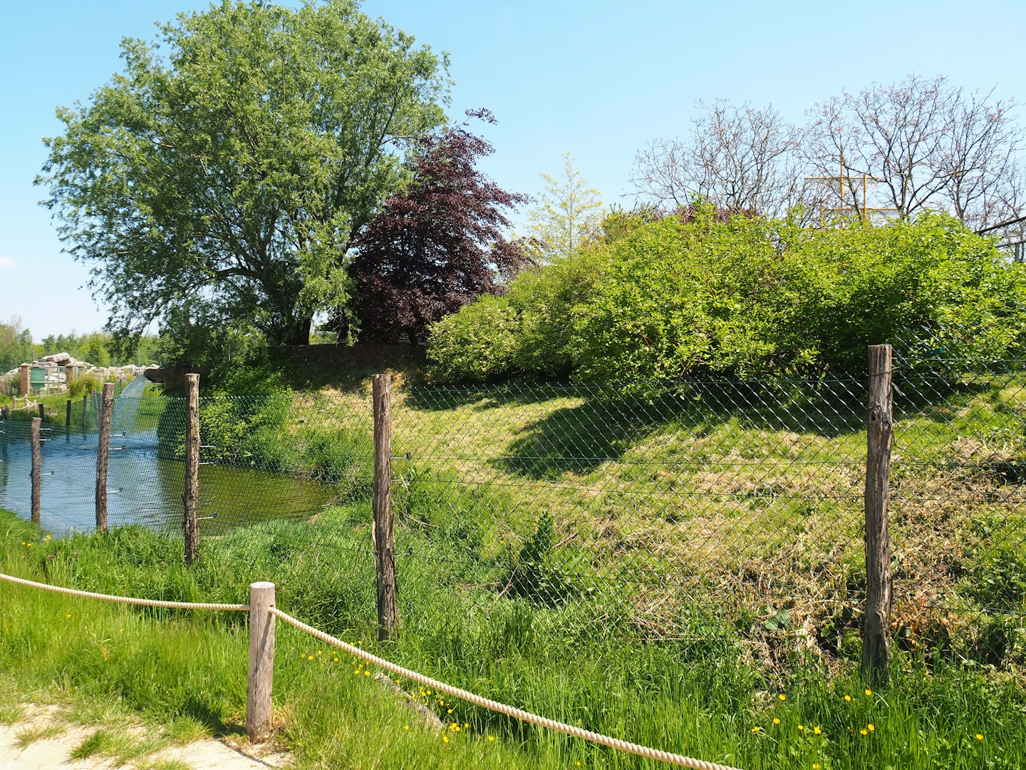 Maned wolf exhibit, 2023-05-19