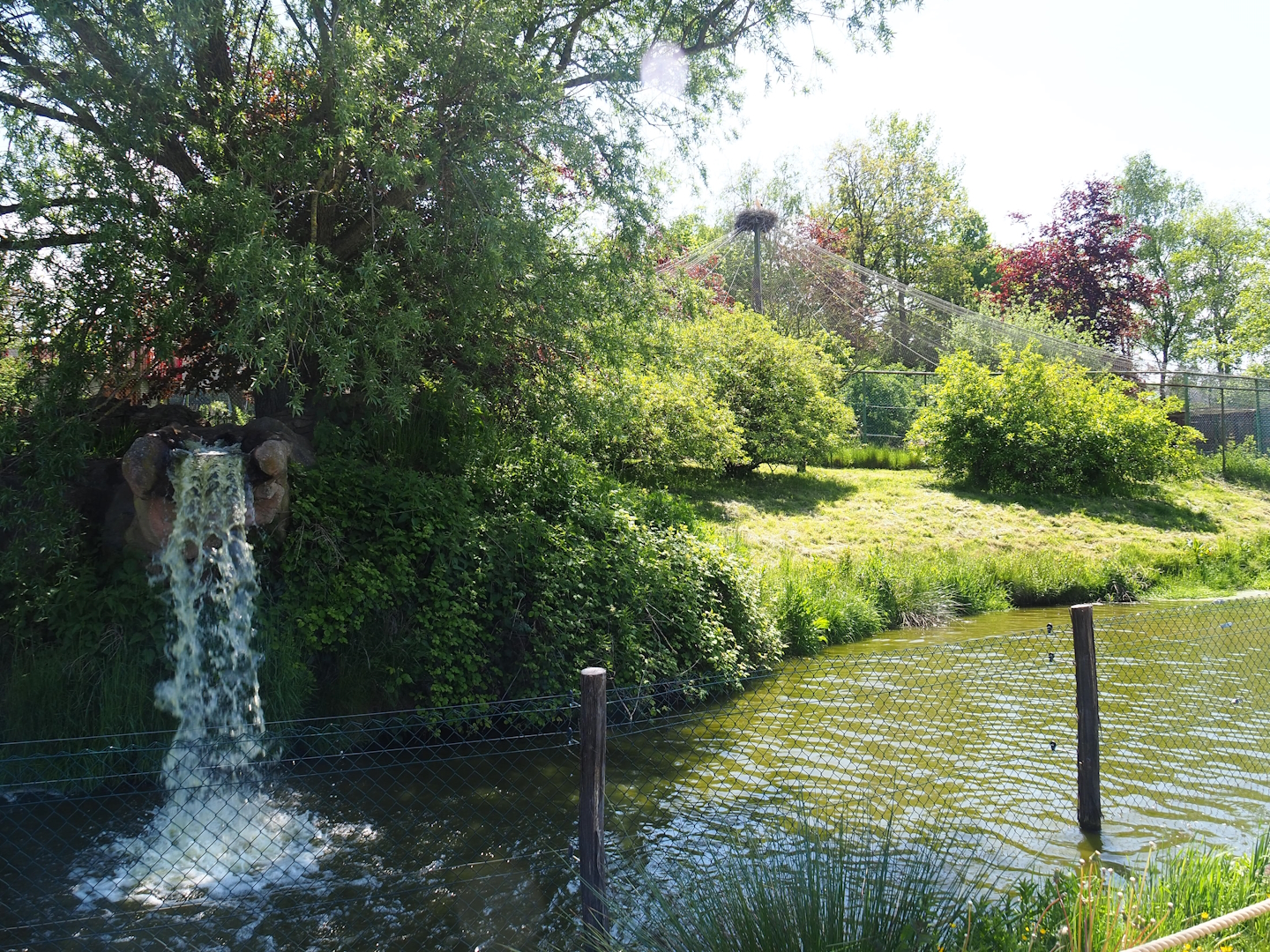 Maned wolf exhibit, 2023-05-19