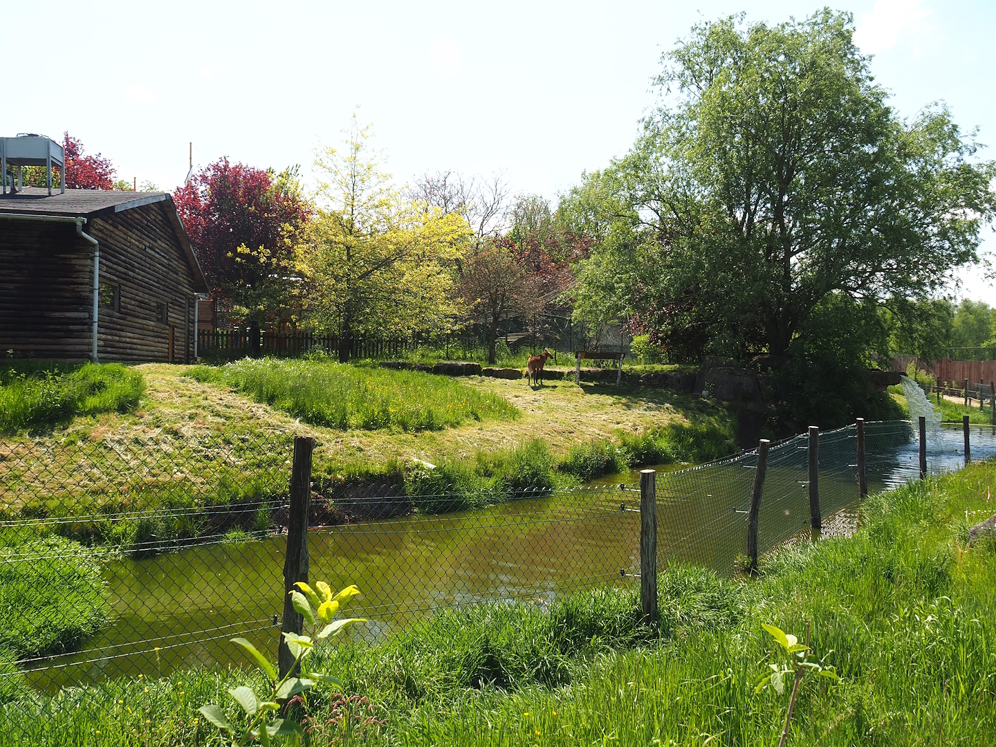 Maned wolf exhibit, 2023-05-19