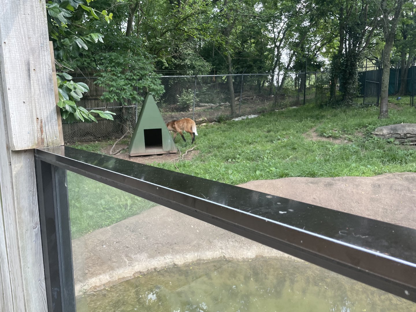 Maned Wolf Exhibit- 2023