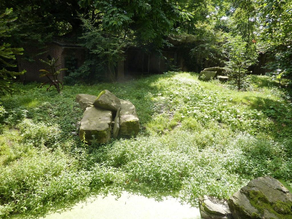 Maned wolf exhibit Artis August 2010