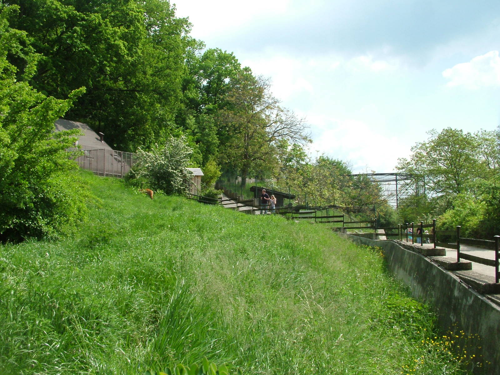 Maned Wolf exhibit at Plzen, 25/05/10