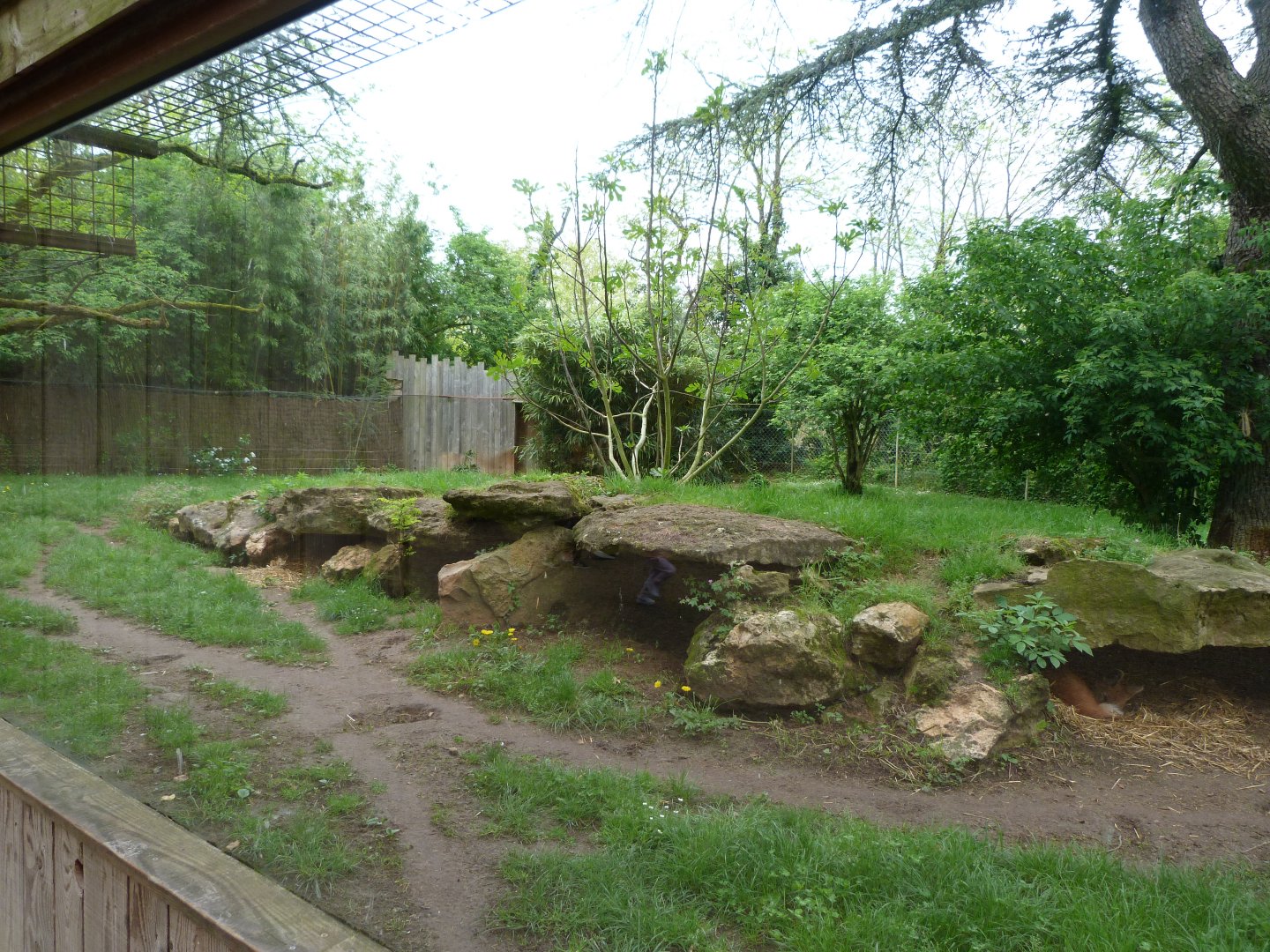 Maned wolf exhibit -Bioparc de Doué la Fontaine (2025)