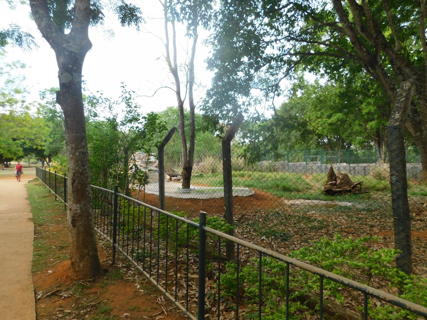 Maned-wolf exhibit - Brasilia zoo
