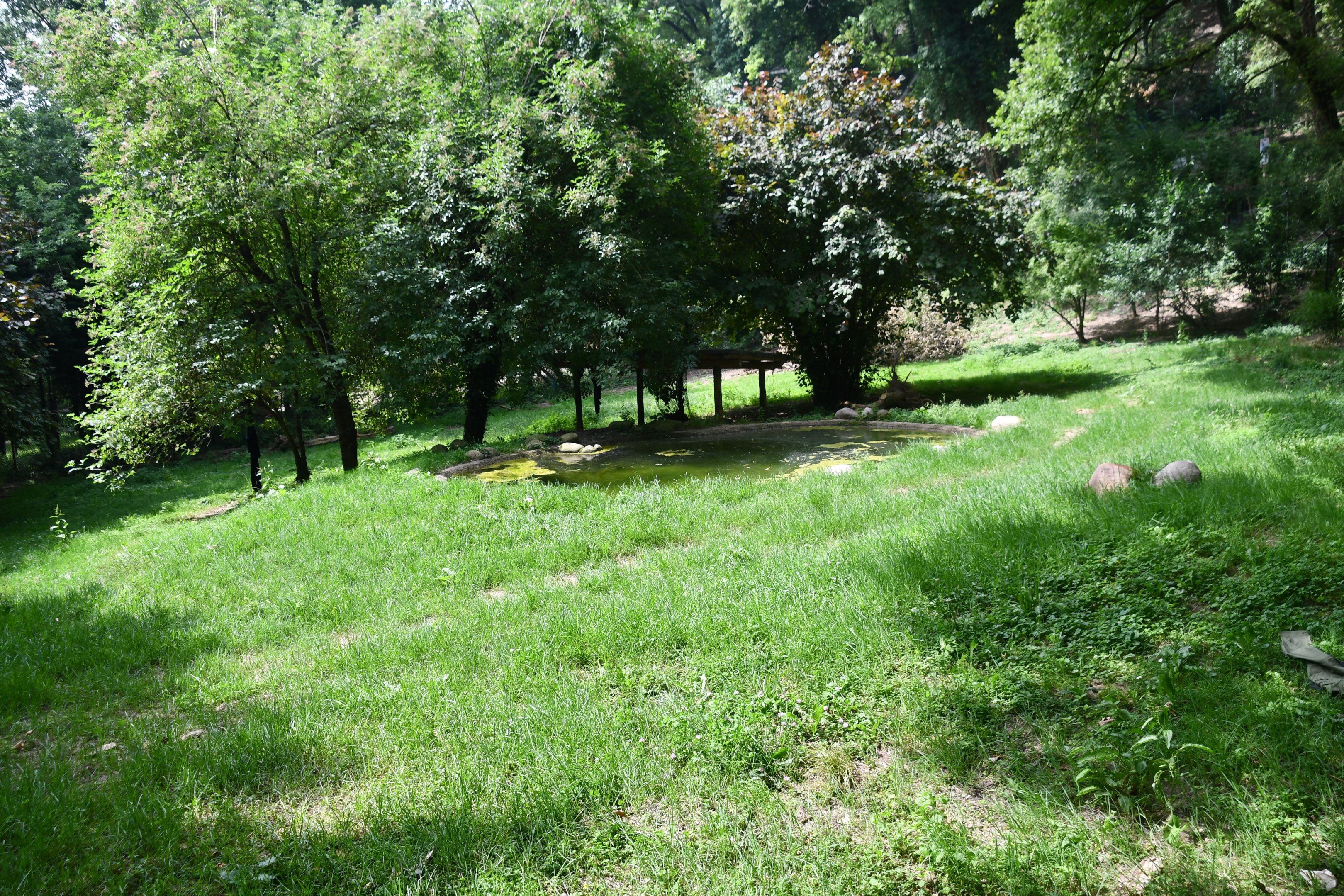 Maned Wolf exhibit (no show)