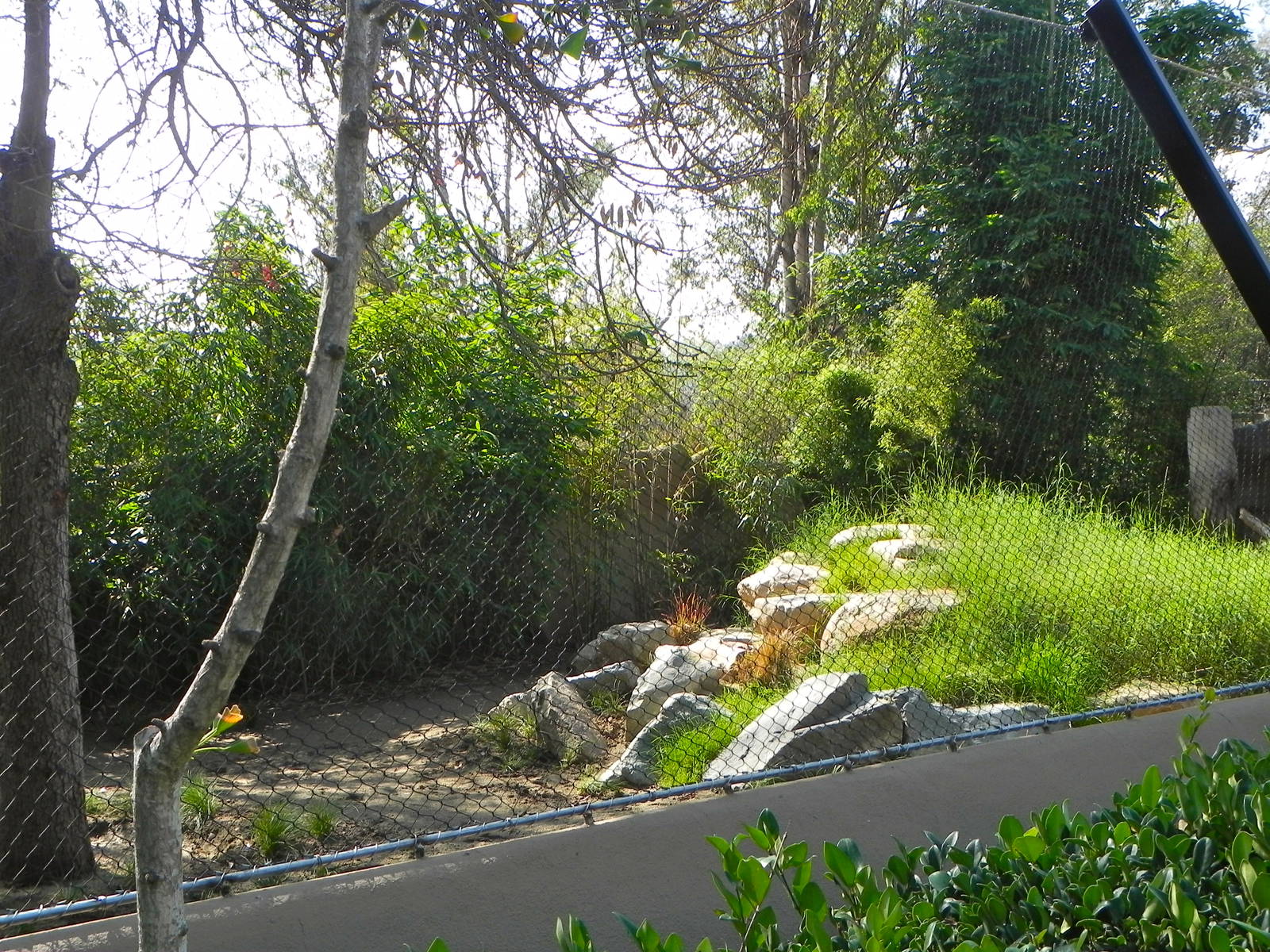 Maned wolf exhibit. (old takin exhibit)