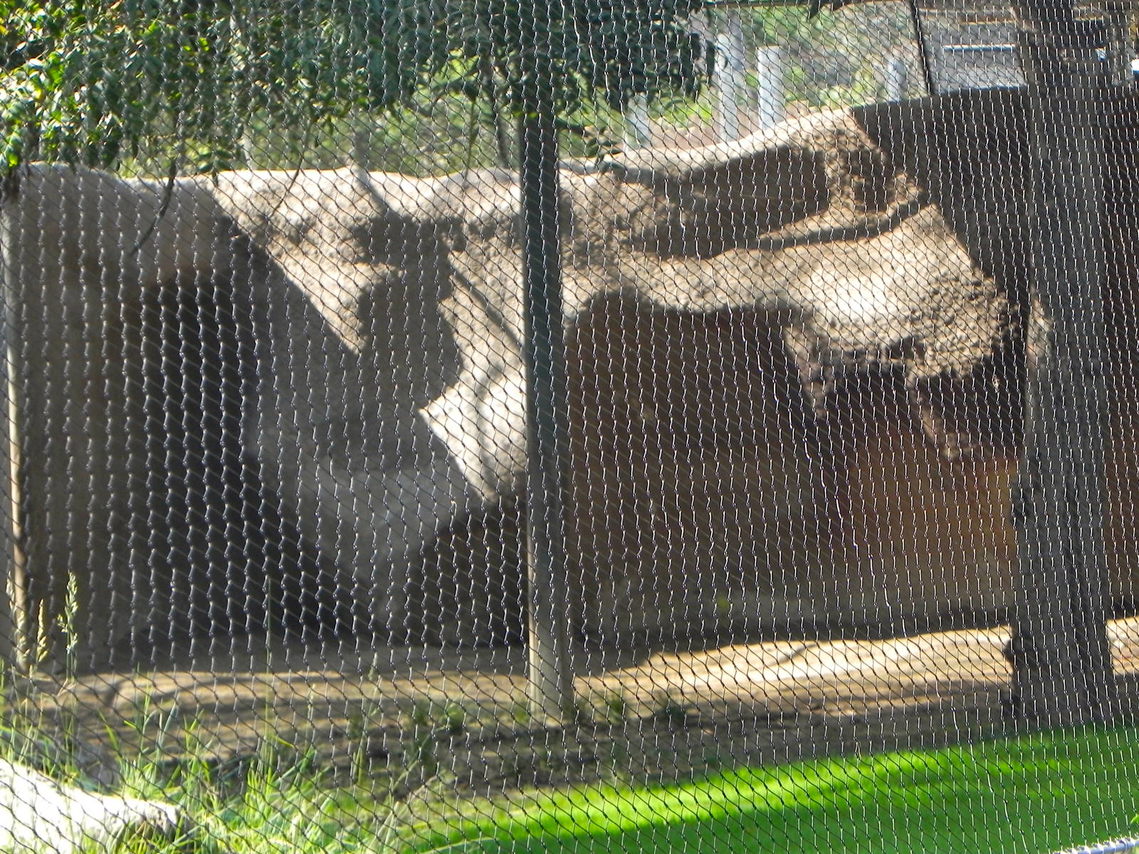 Maned wolf exhibit. (old takin exhibit)