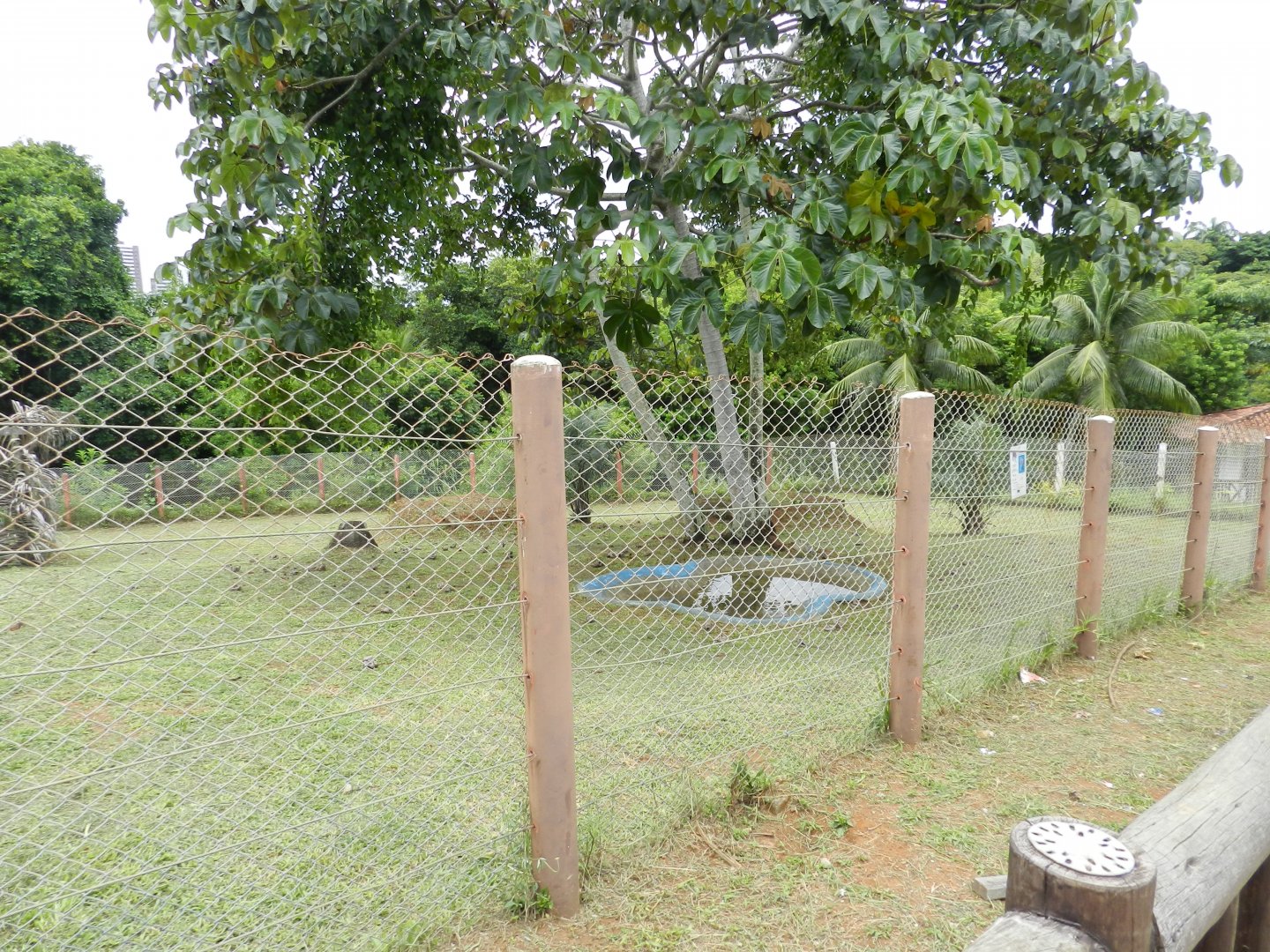 Maned wolf exhibit - Salvador zoo (PZGV)