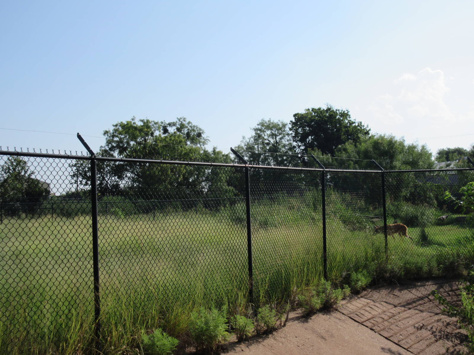 Maned Wolf Exhibit - see the animal?
