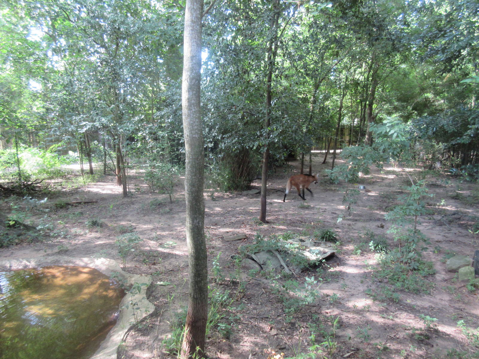 Maned Wolf Exhibit - see the canid?