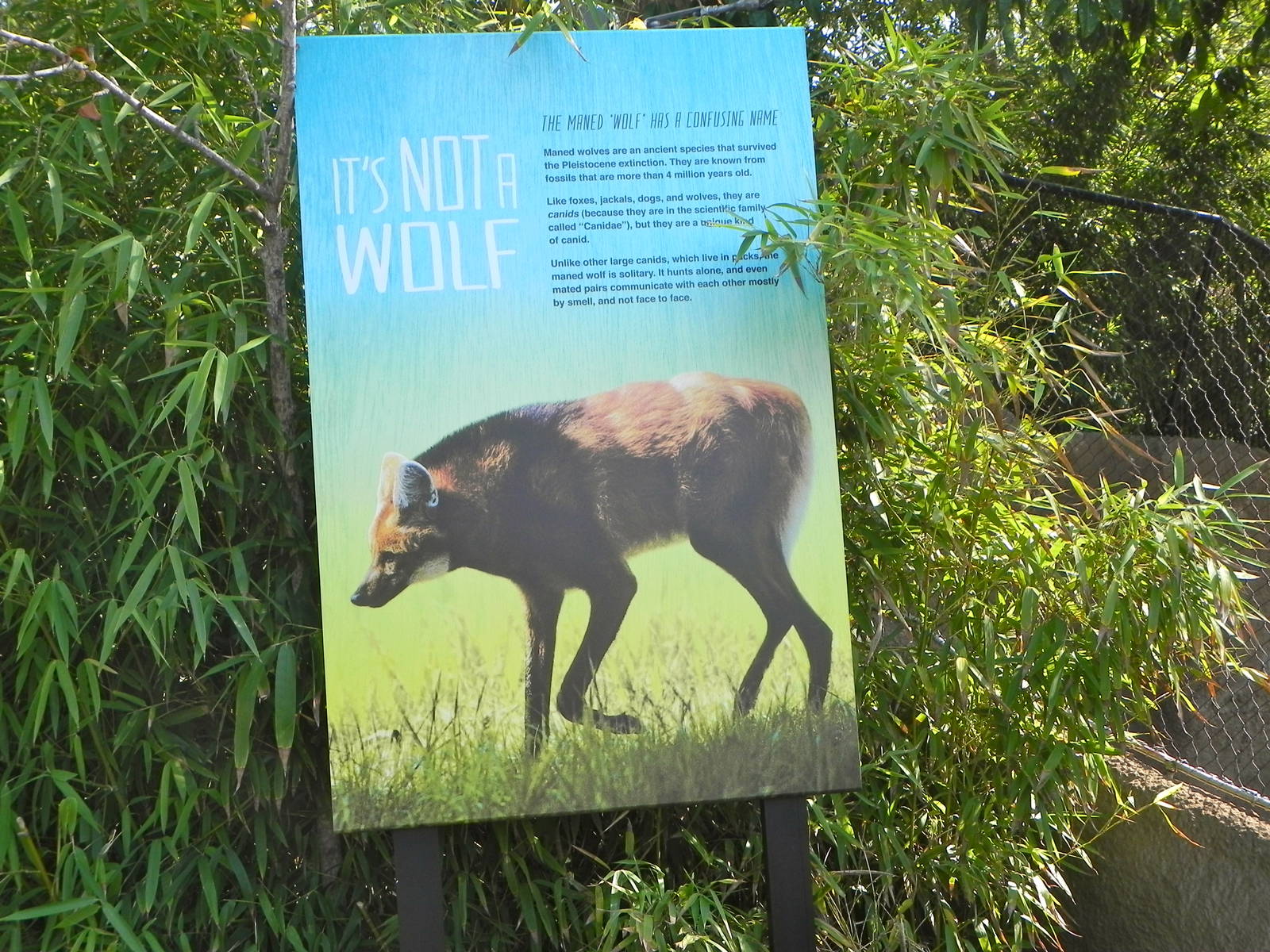 Maned wolf exhibit sign. (old takin exhibit)