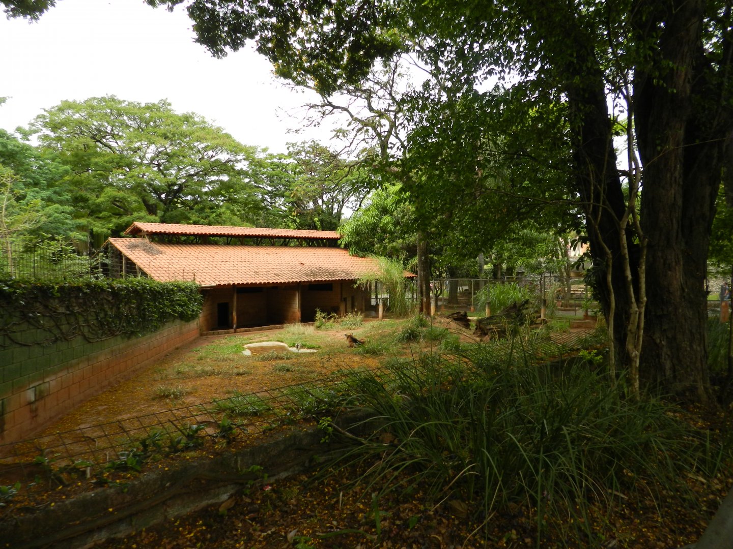 Maned wolf exhibit - Sorocaba zoo (PZMQB)