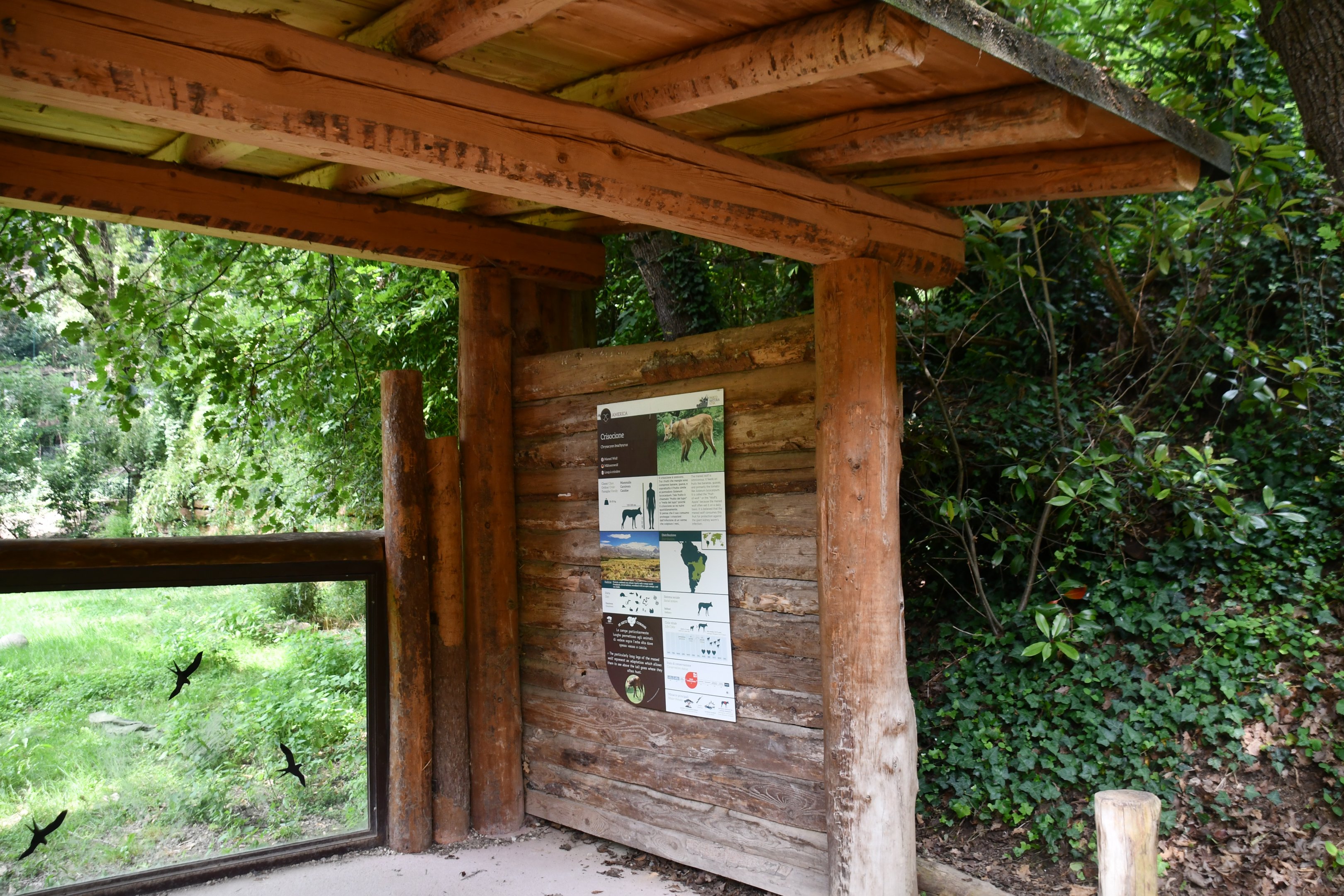 Maned Wolf exhibit viewing area