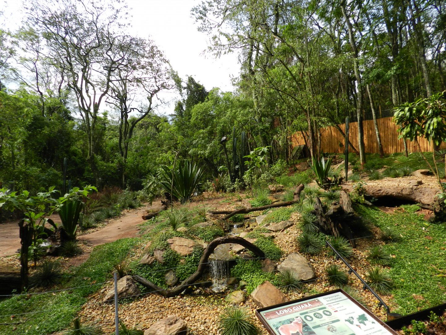 Maned wolf exhibit - Zooparque Itatiba