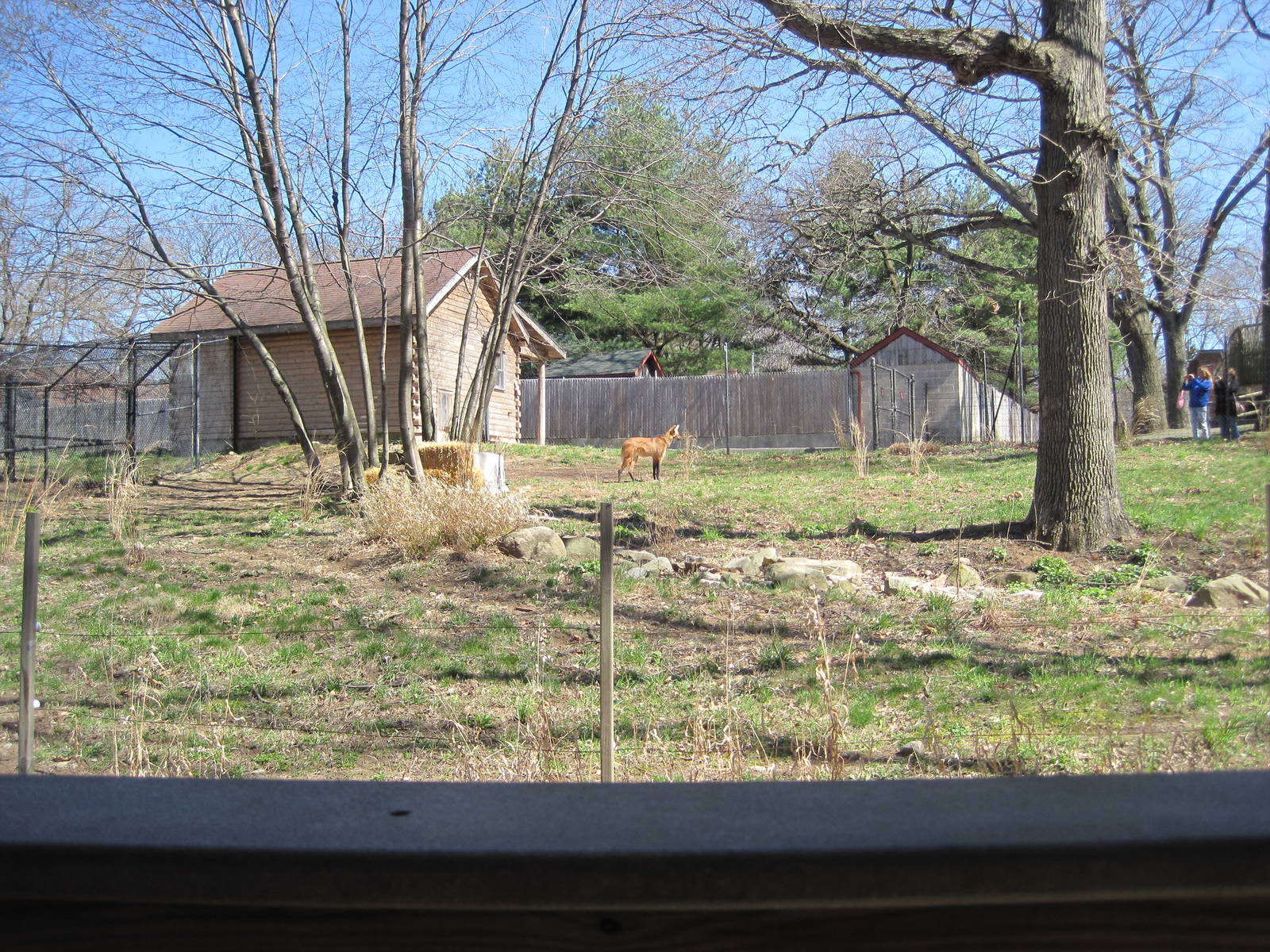 Maned Wolf Exhibit