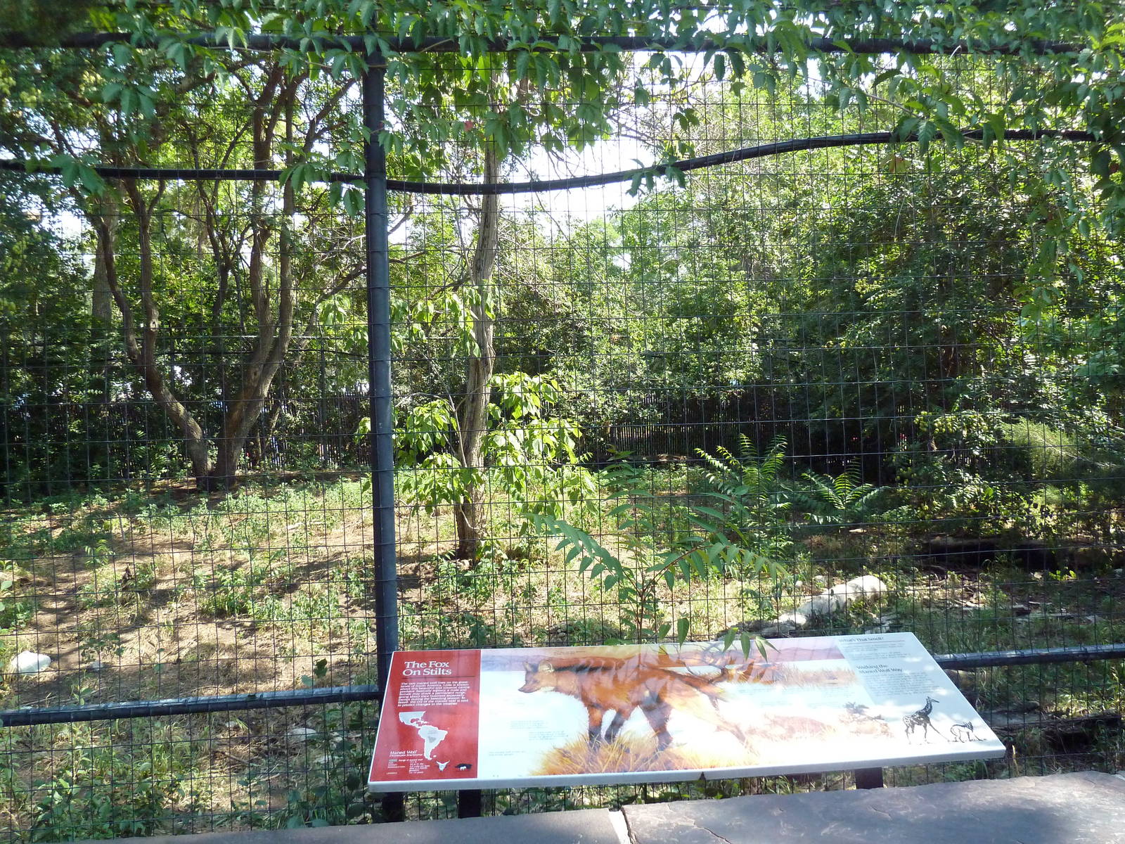 Maned Wolf Exhibit