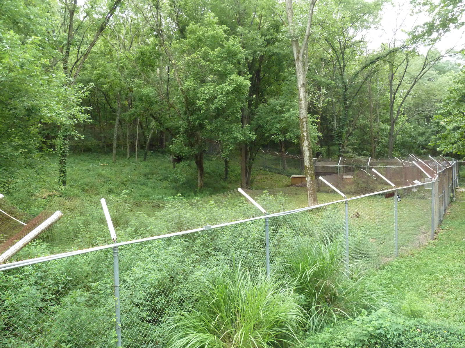 Maned Wolf Exhibit