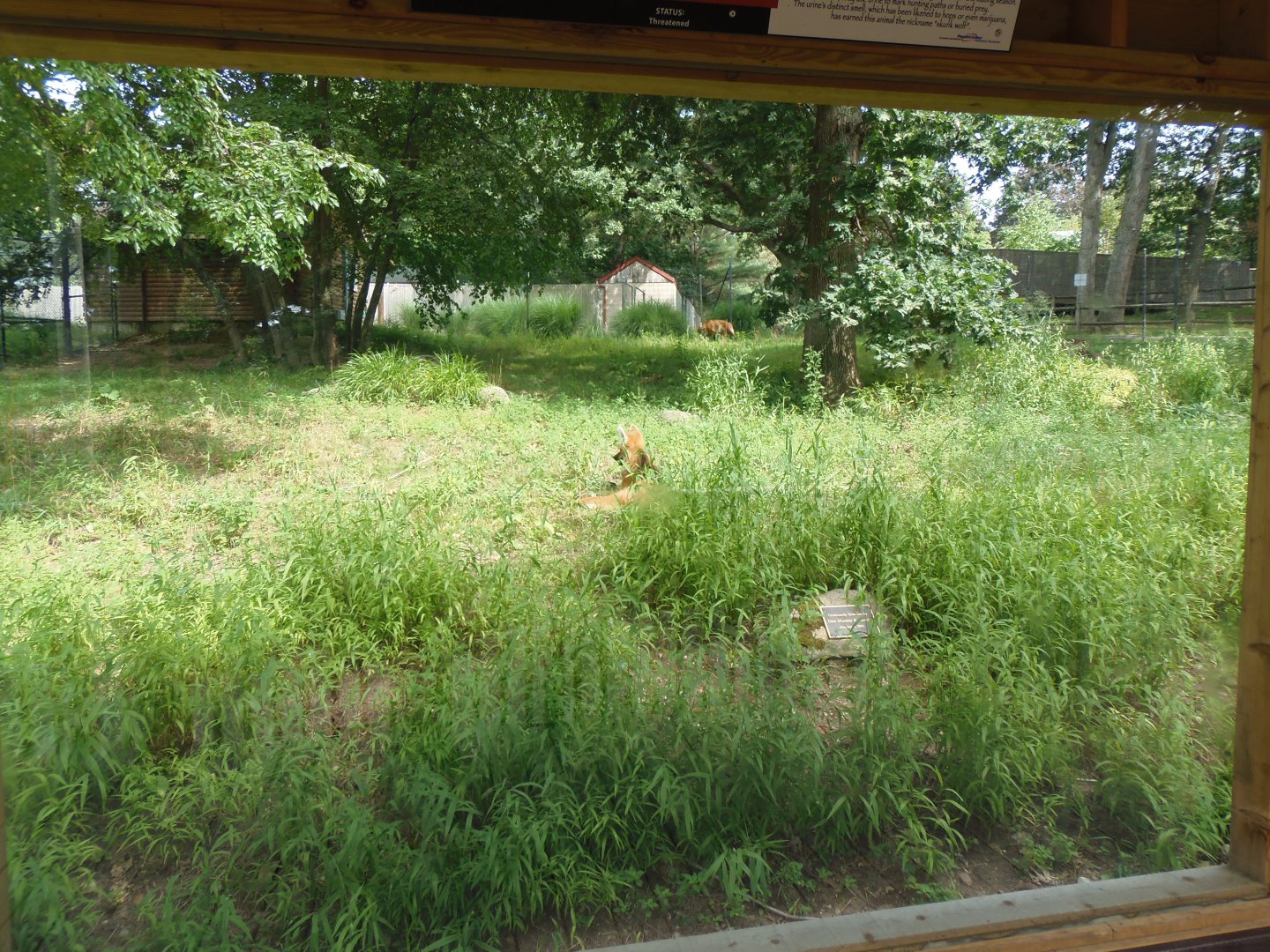 Maned Wolf Exhibit