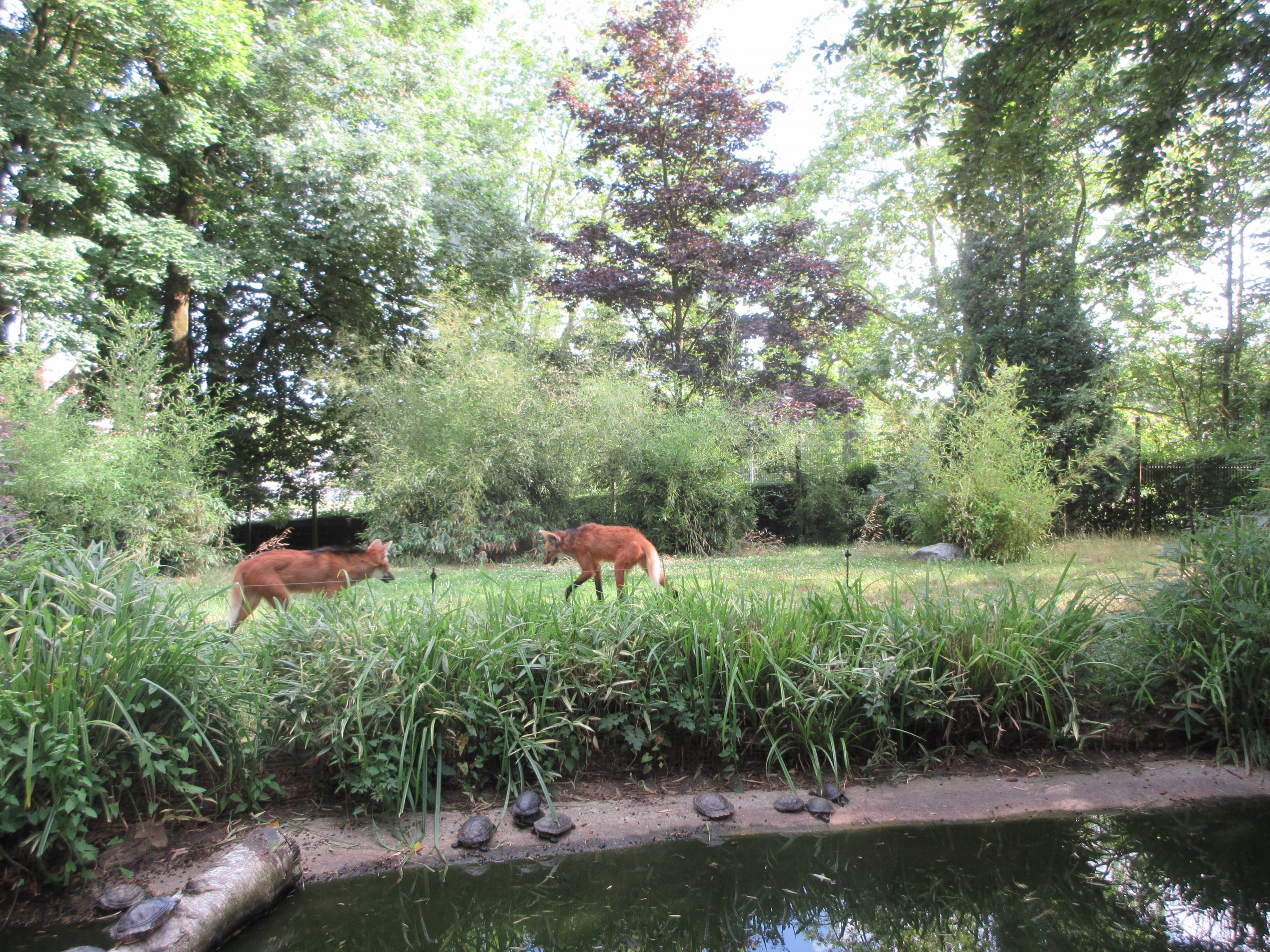 Maned Wolf Exhibit