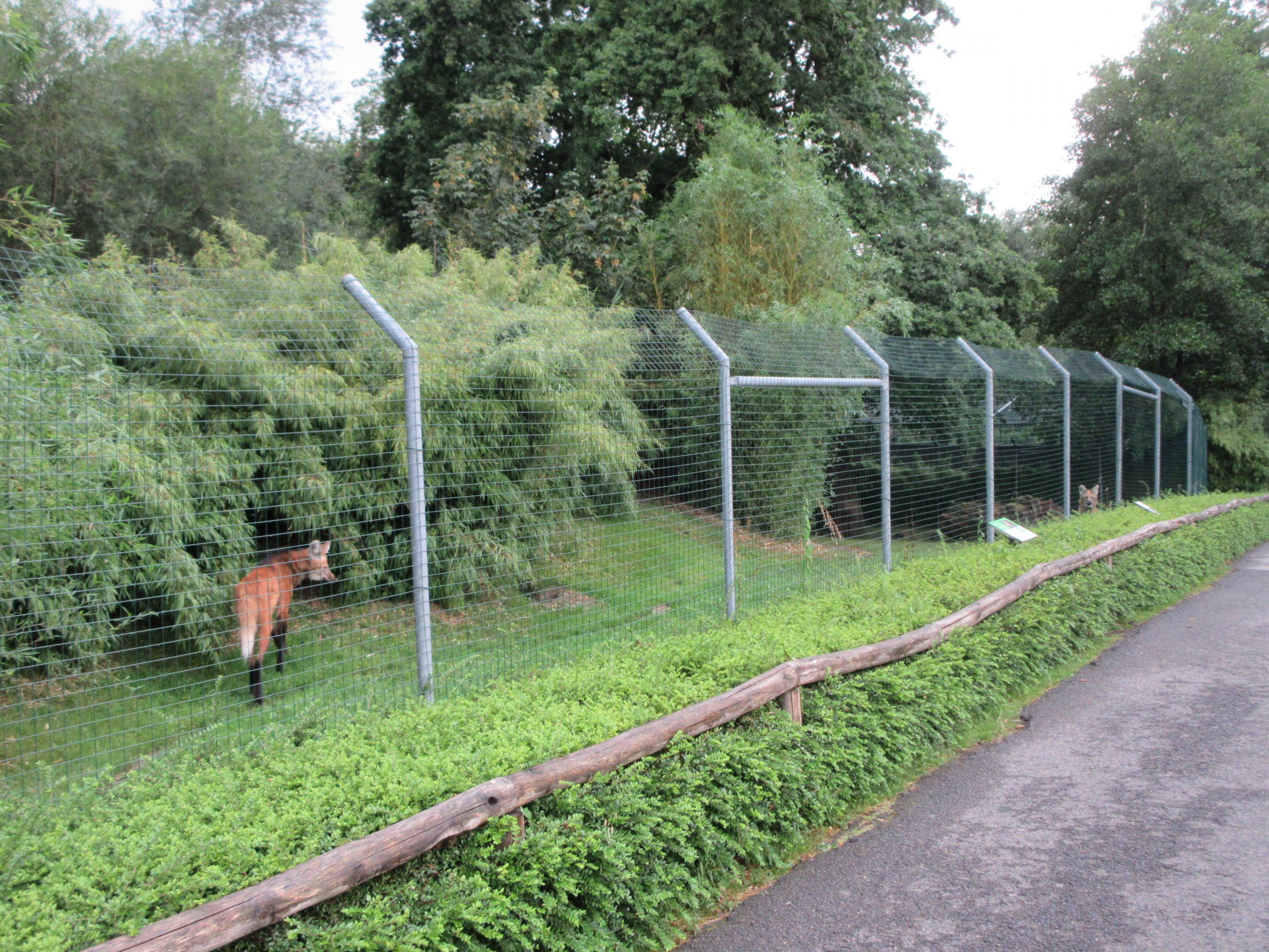 Maned Wolf Exhibit