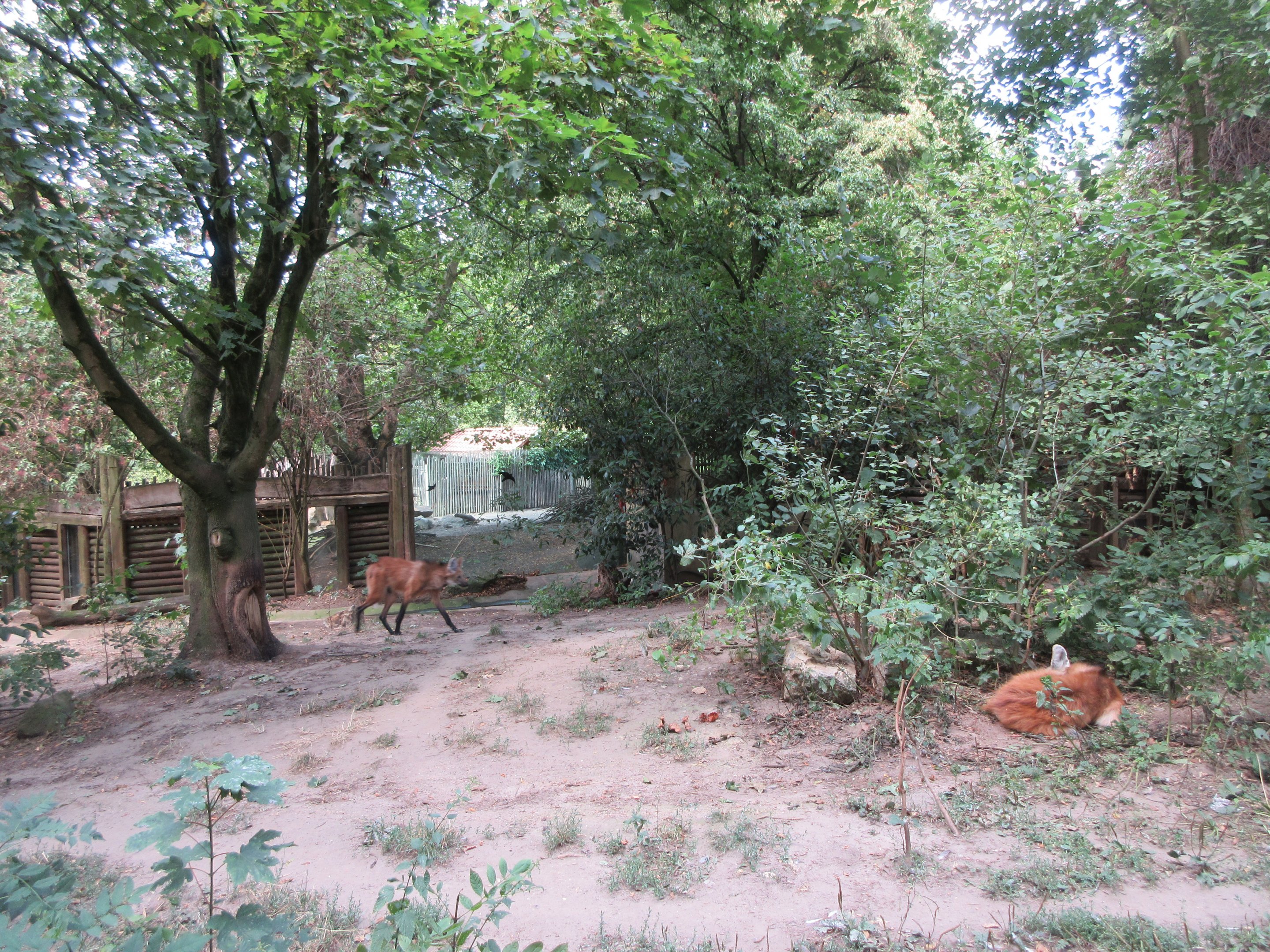 Maned Wolf Exhibit