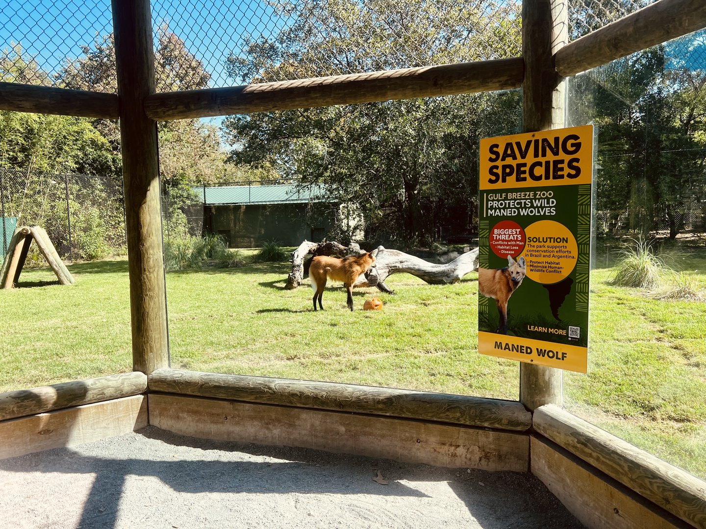Maned Wolf Exhibit