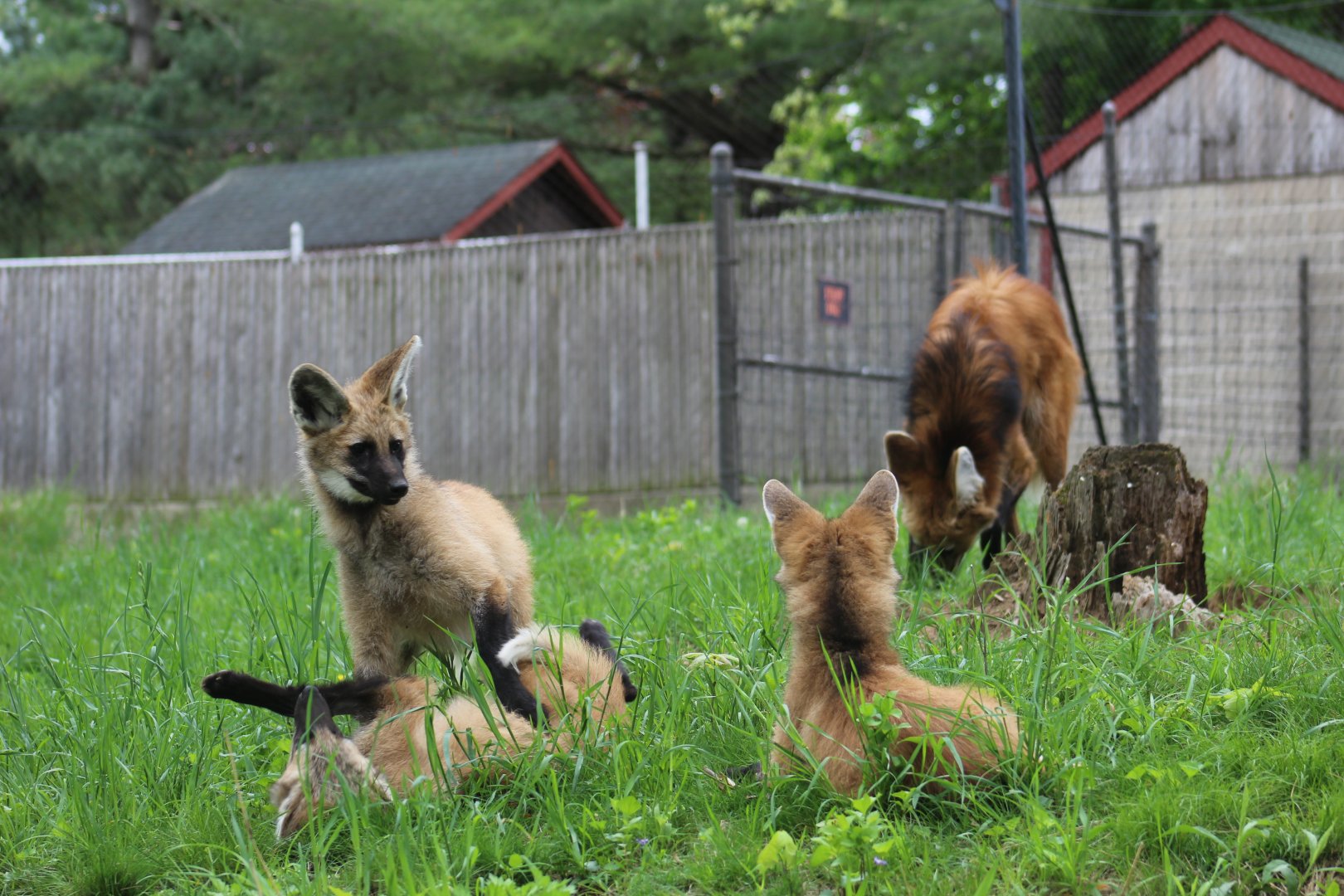 Maned Wolf Family