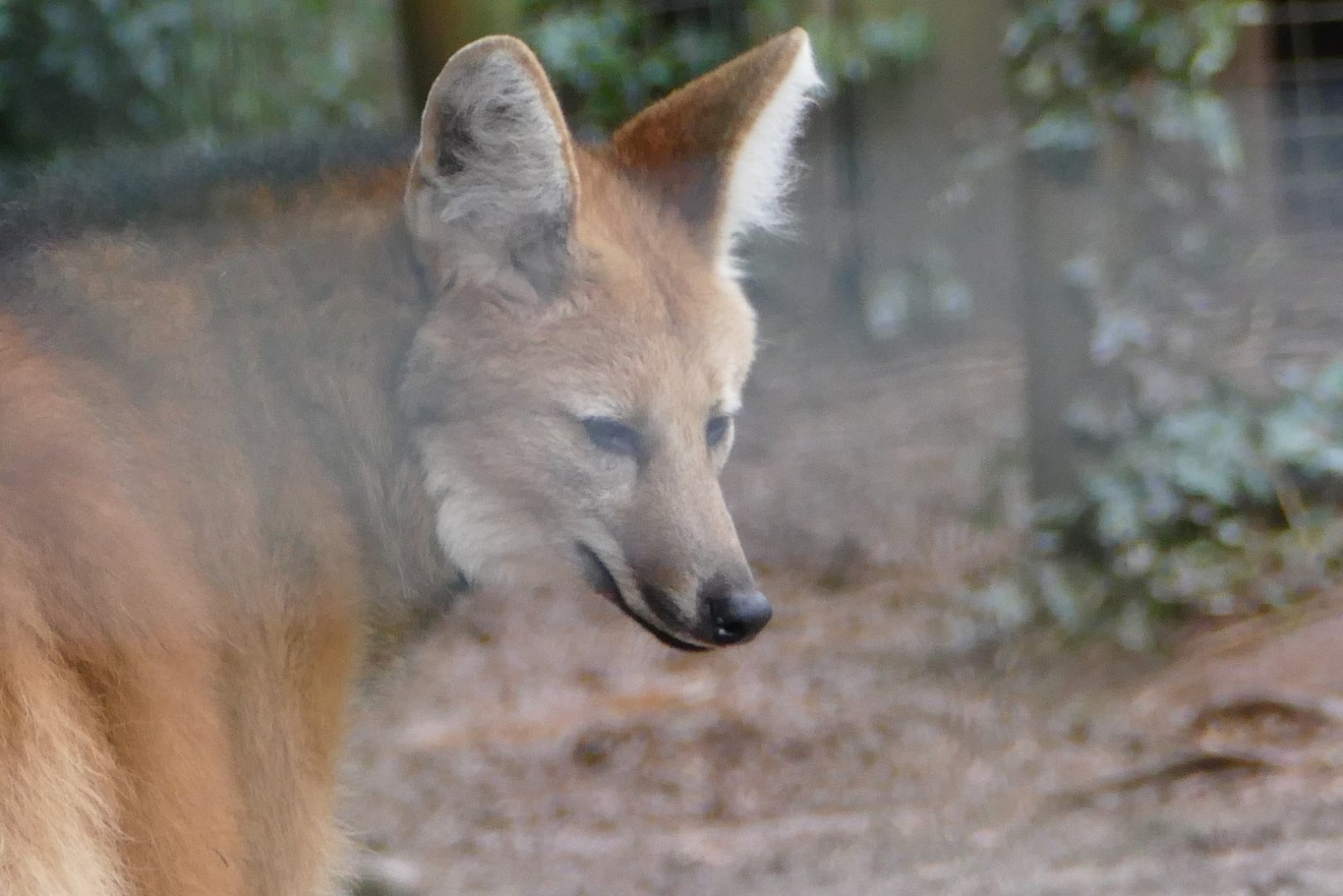 Maned wolf, February 2019