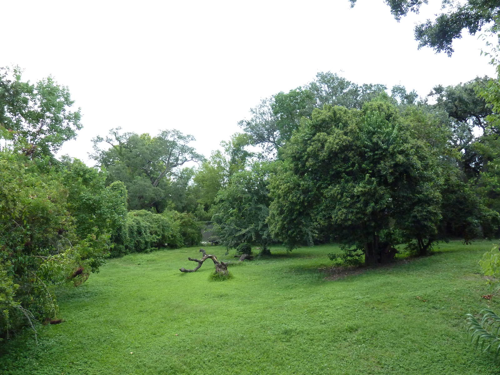 Maned Wolf/Giant Anteater Exhibit