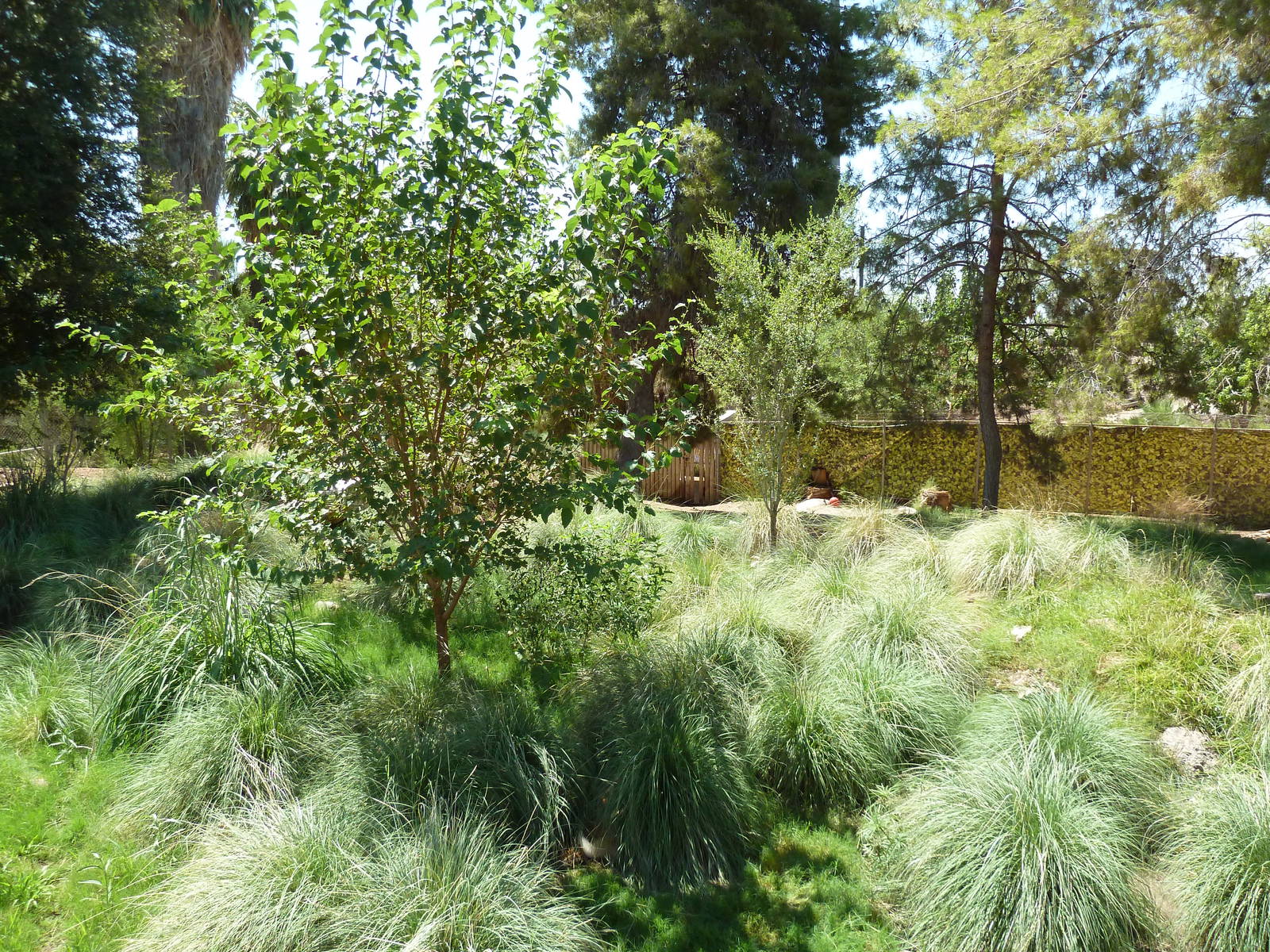 Maned Wolf/Giant Anteater Exhibit