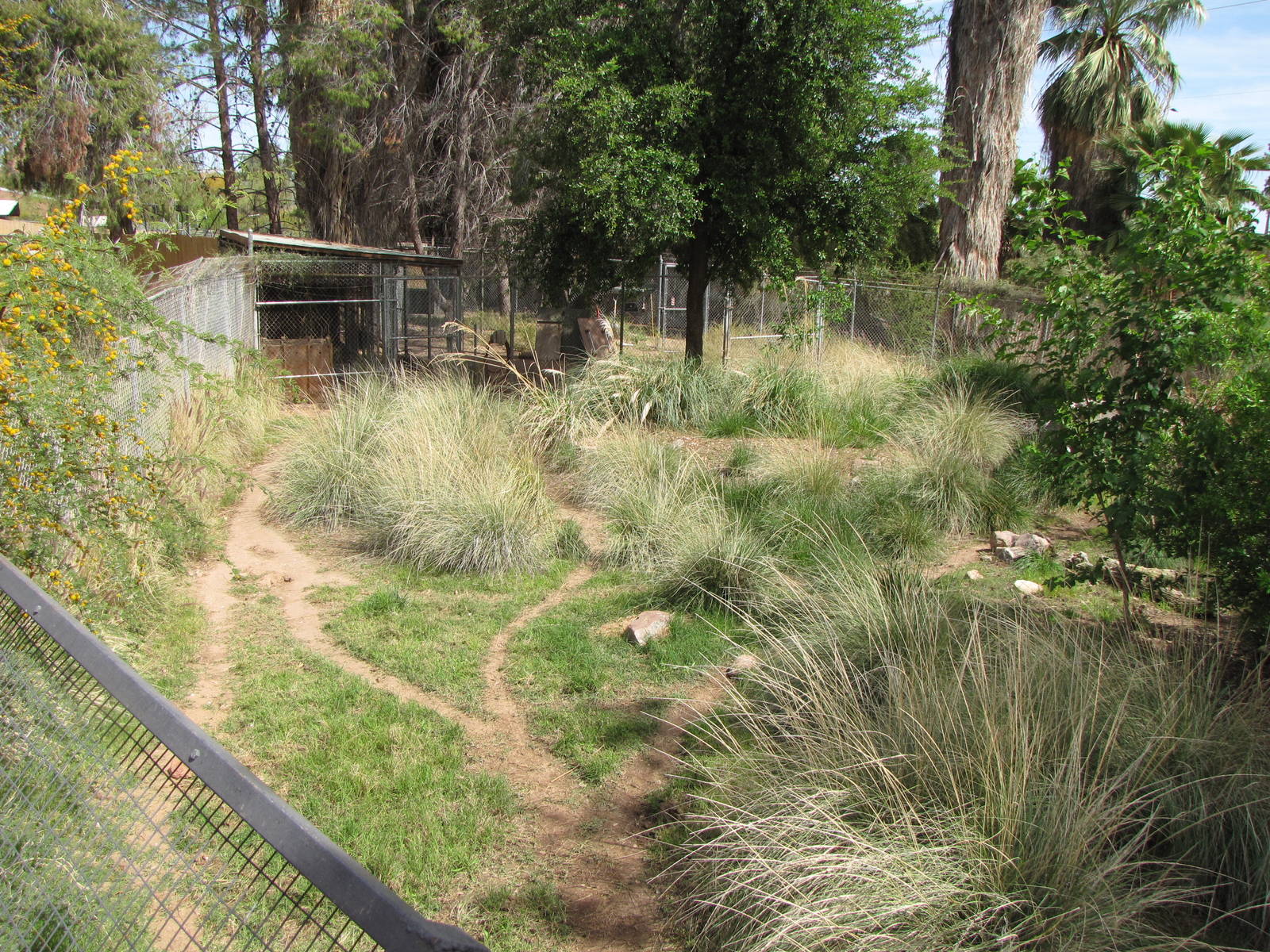 Maned Wolf/Giant Anteater Mixed Exhibit