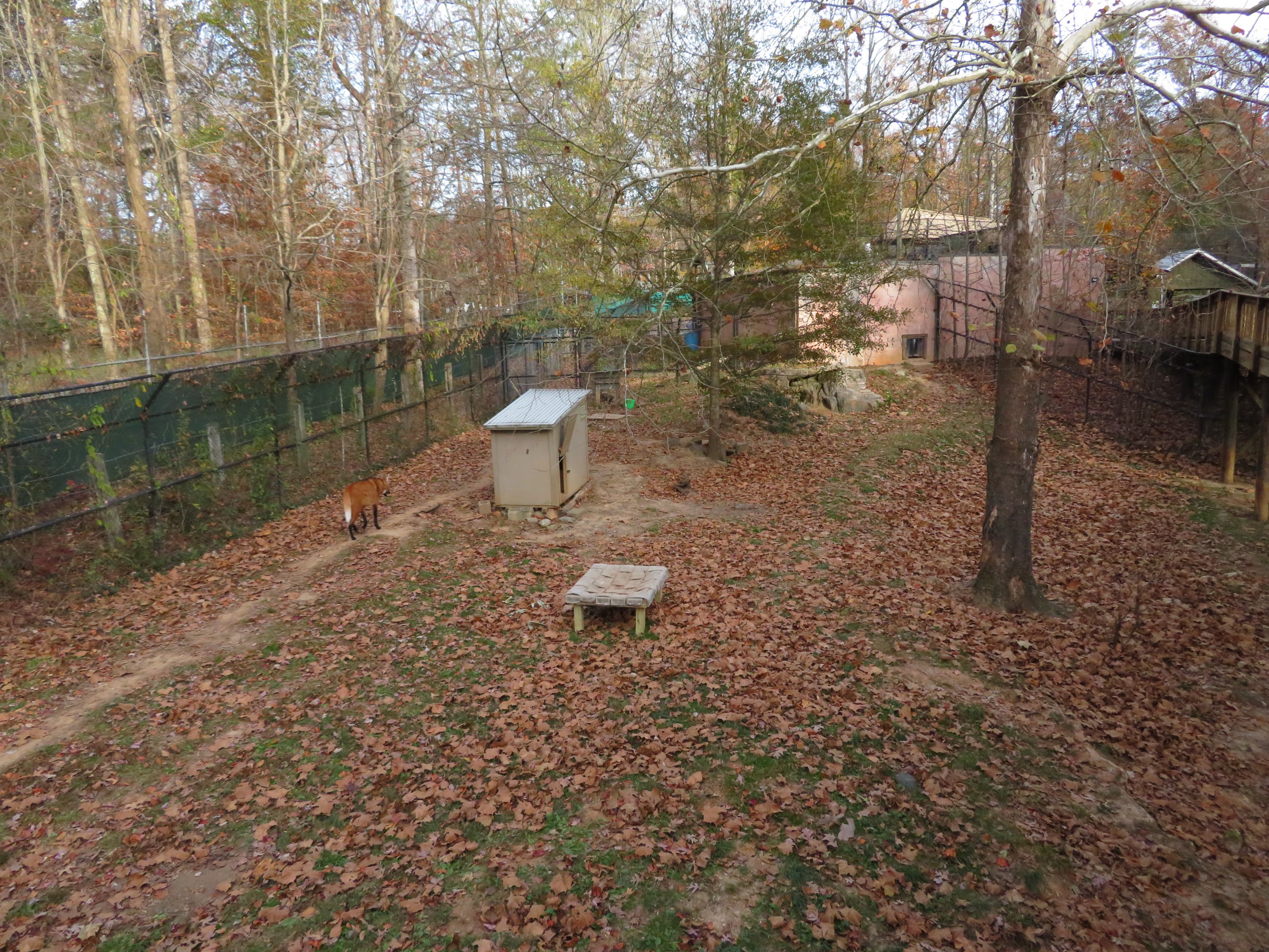 Maned Wolf/Giant Anteater Yard