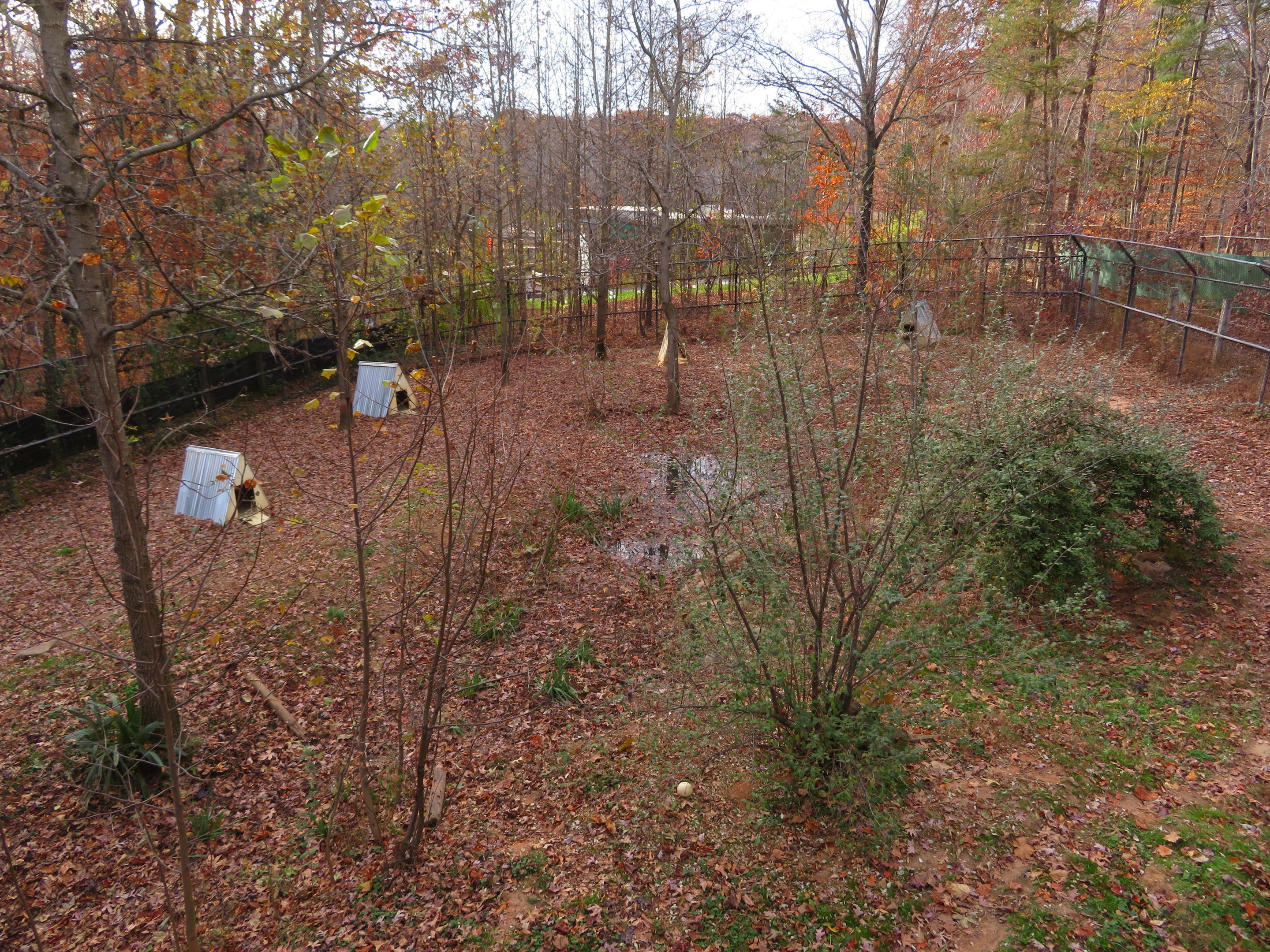 Maned Wolf/Giant Anteater Yard