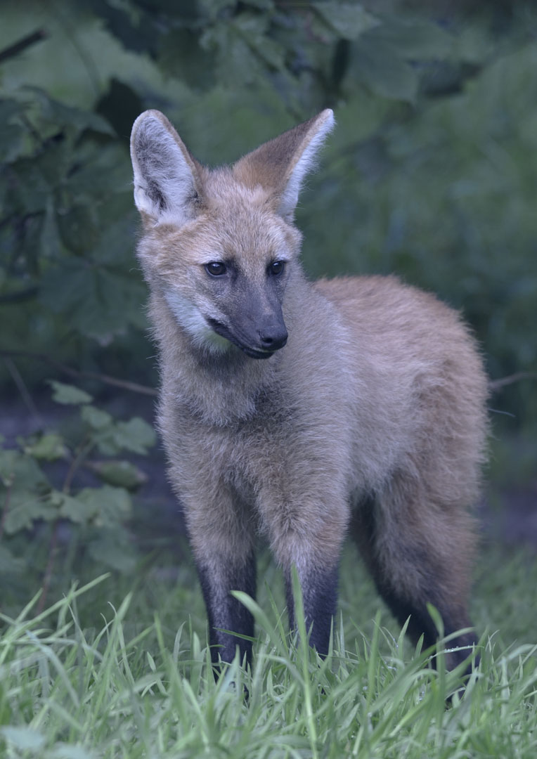 Maned wolf, half-grown cub