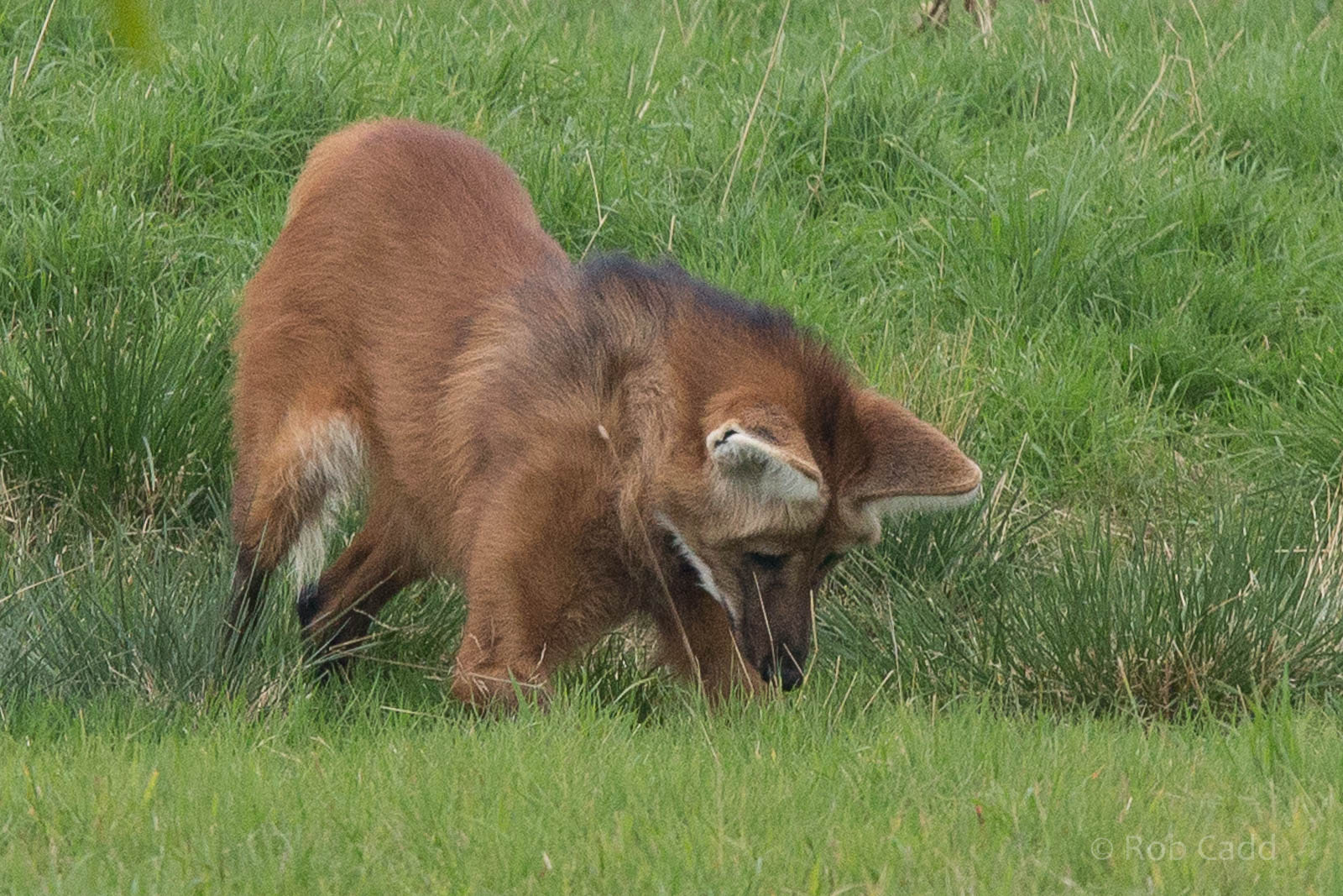 Maned wolf : Hamerton : 05 Sep 2014
