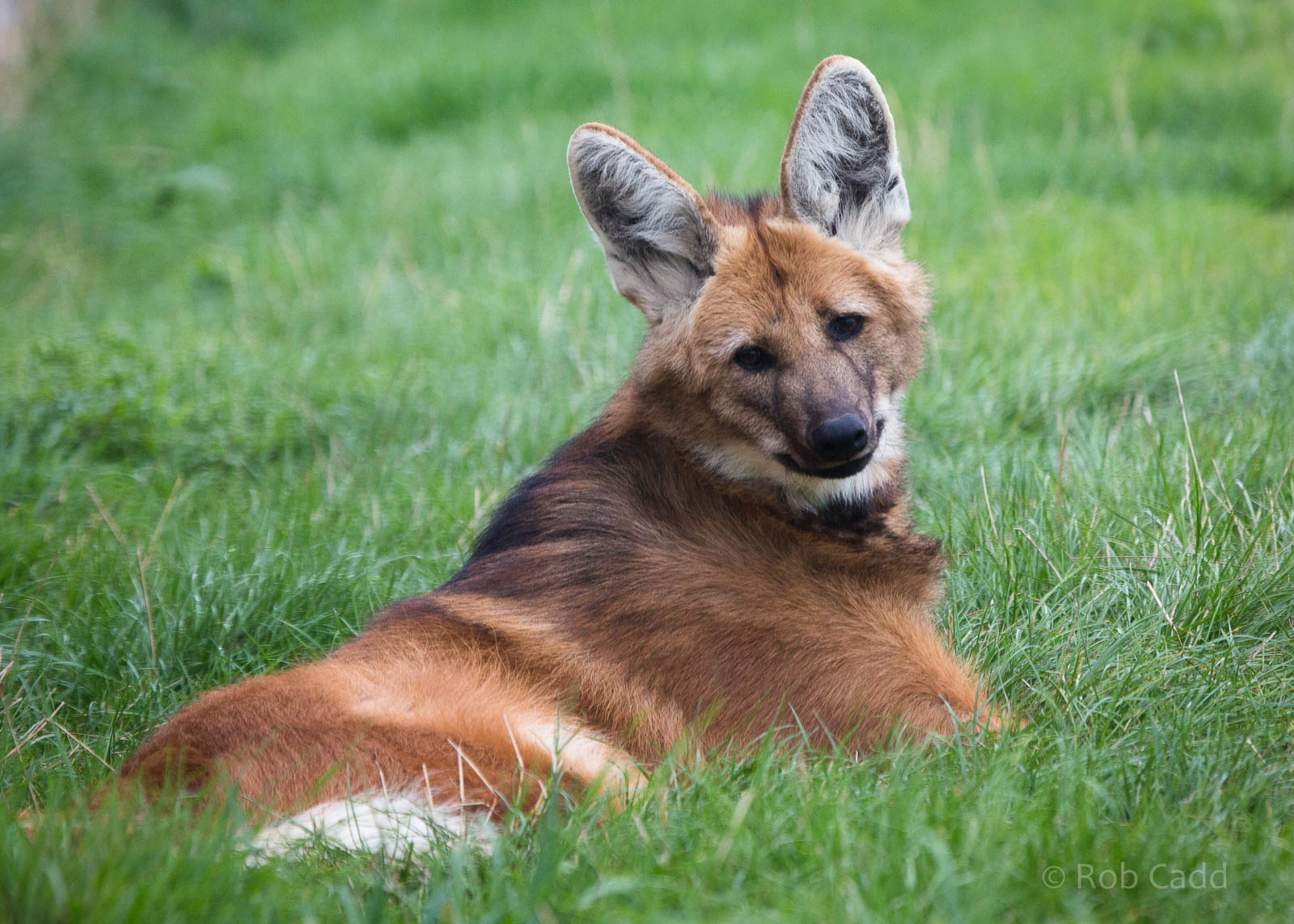 Maned wolf : Hamerton : 05 Sep 2014