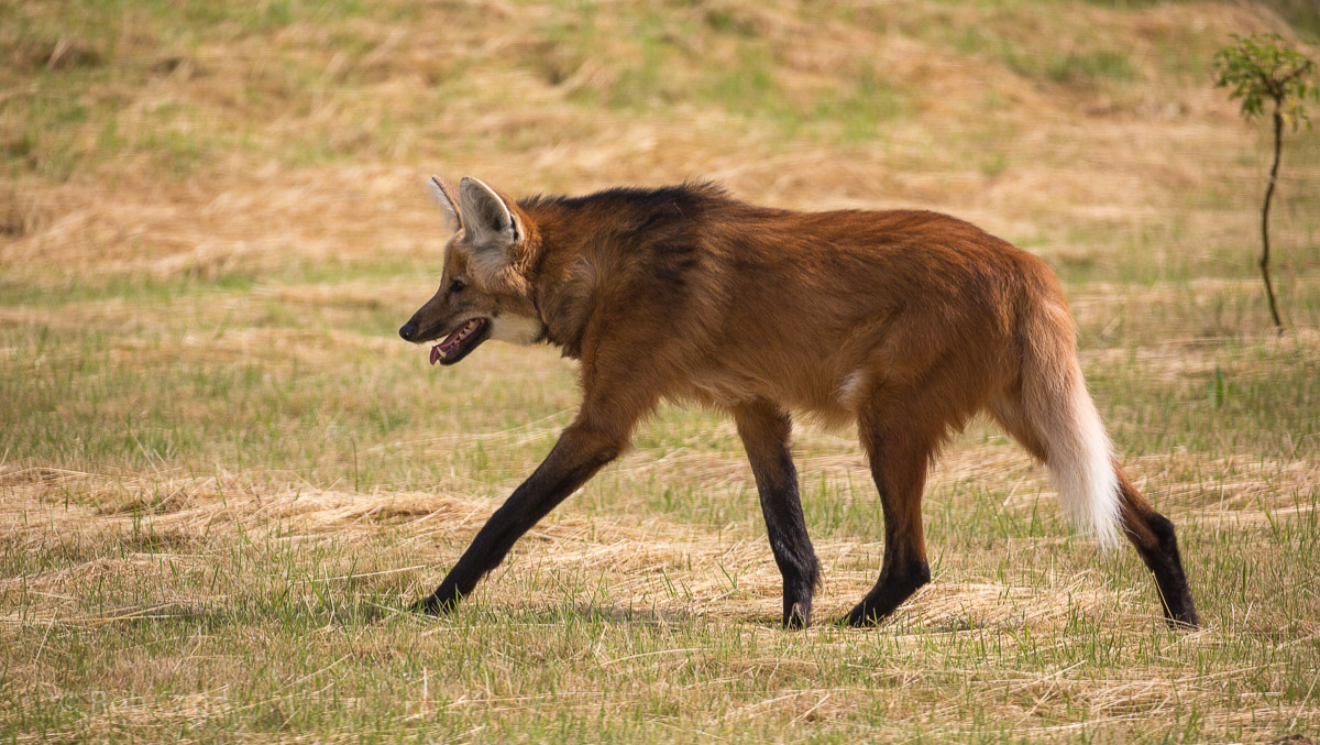Maned wolf : Hamerton : 12 Jul 2015
