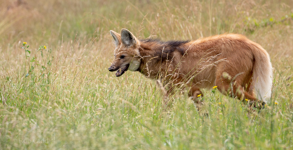 Maned wolf : Hamerton : 14 Jul 2019