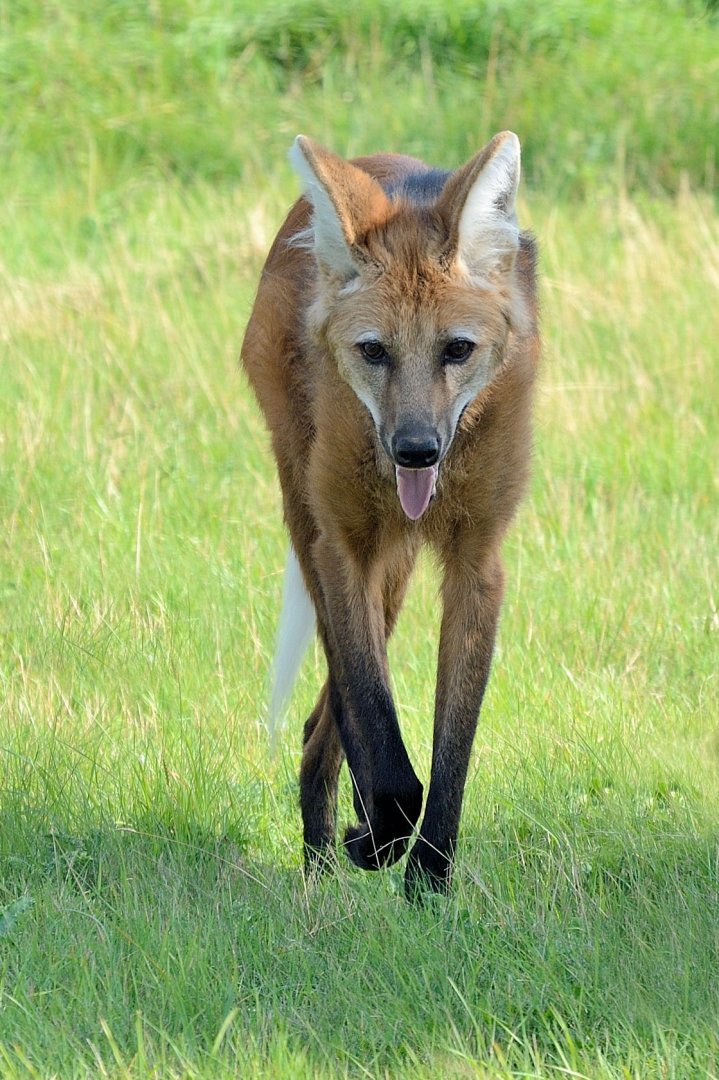 Maned Wolf - Hamerton 24/08/19