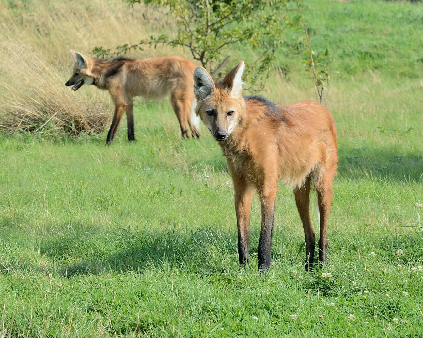 Maned Wolf - Hamerton 24/08/19