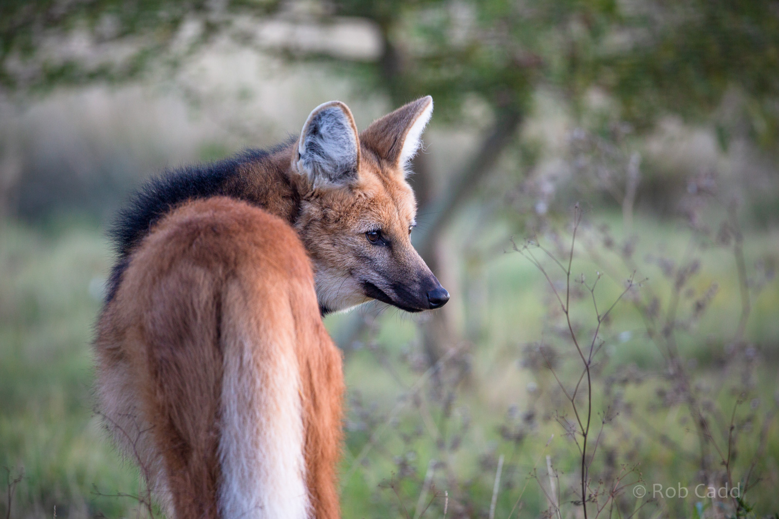 Maned wolf : Hamerton : 28 Oct 2018